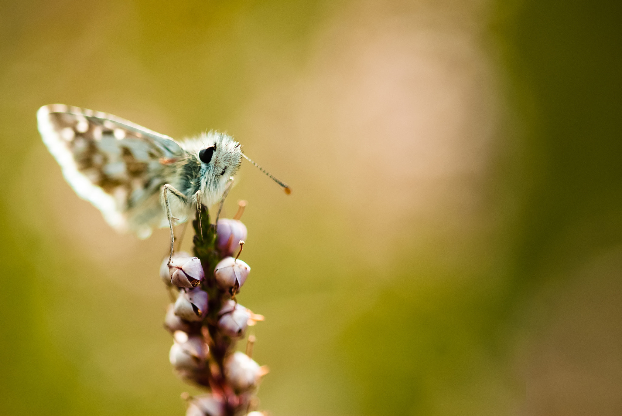 Sigma 105mm F2.8 EX DG OS HSM sample photo. Hespérie de la mauve photography