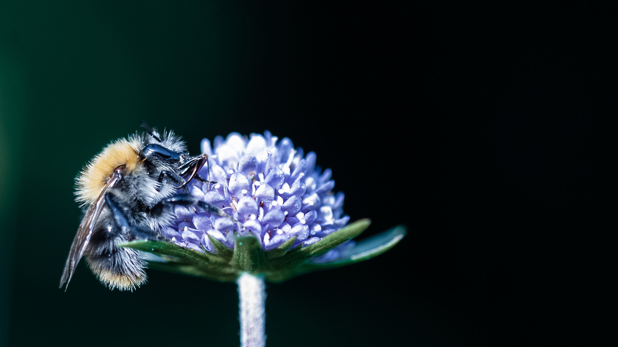 Sigma 105mm F2.8 EX DG OS HSM sample photo. Bourdon photography