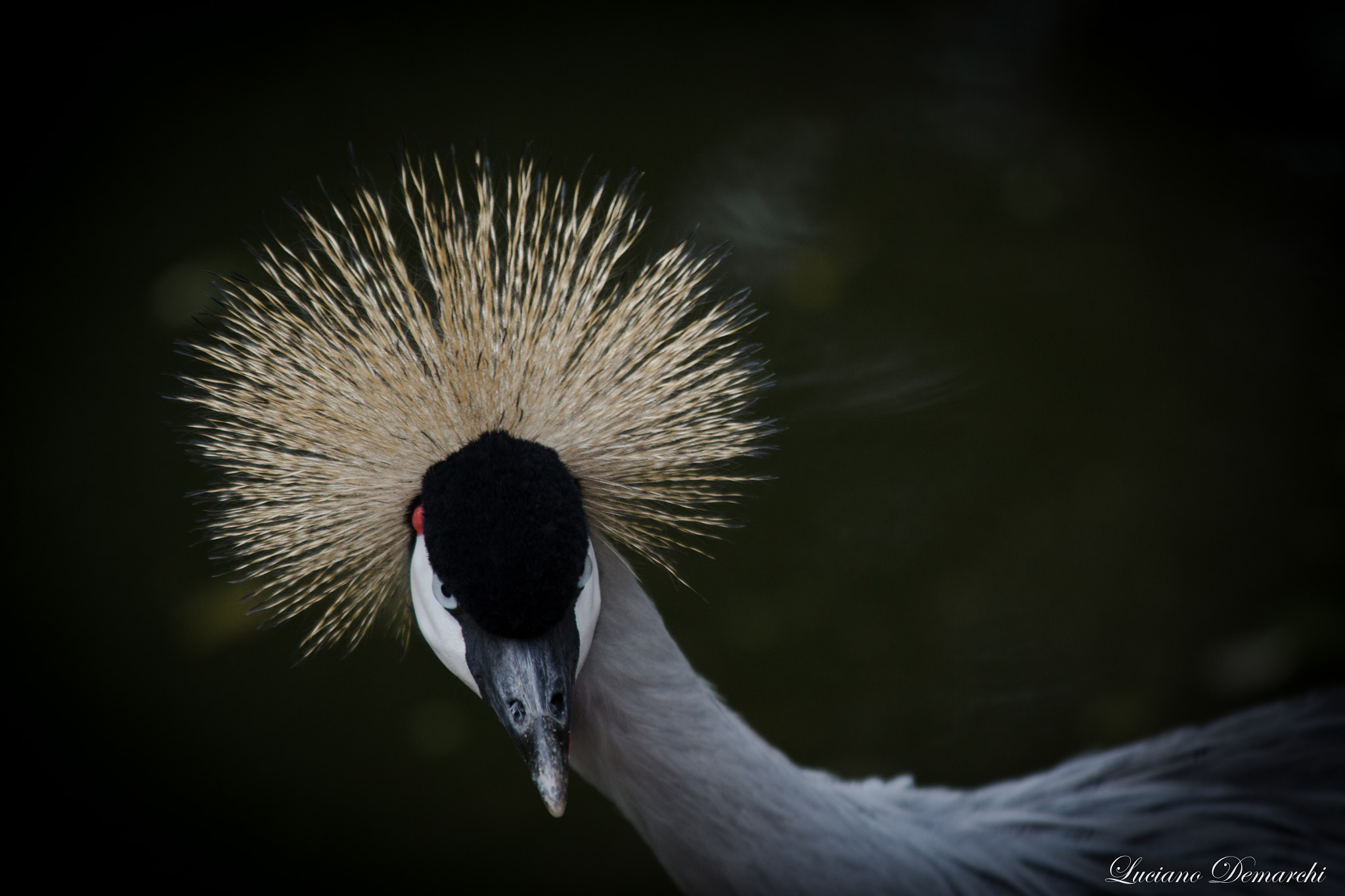 Canon EOS 100D (EOS Rebel SL1 / EOS Kiss X7) sample photo. Grou photography