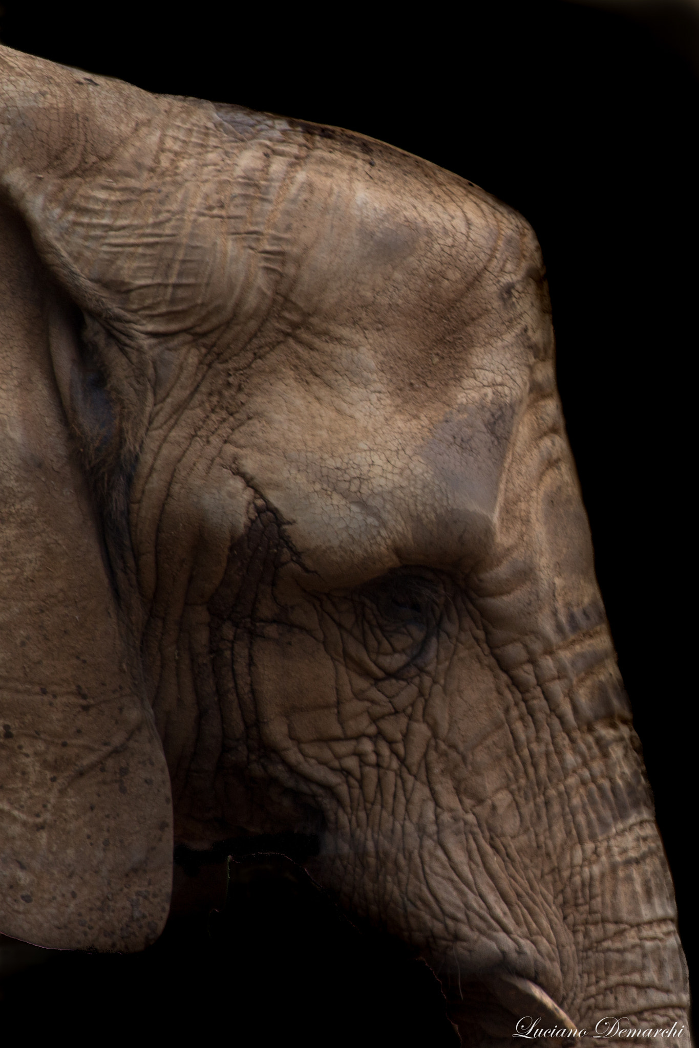 Canon EOS 100D (EOS Rebel SL1 / EOS Kiss X7) sample photo. Elefante photography
