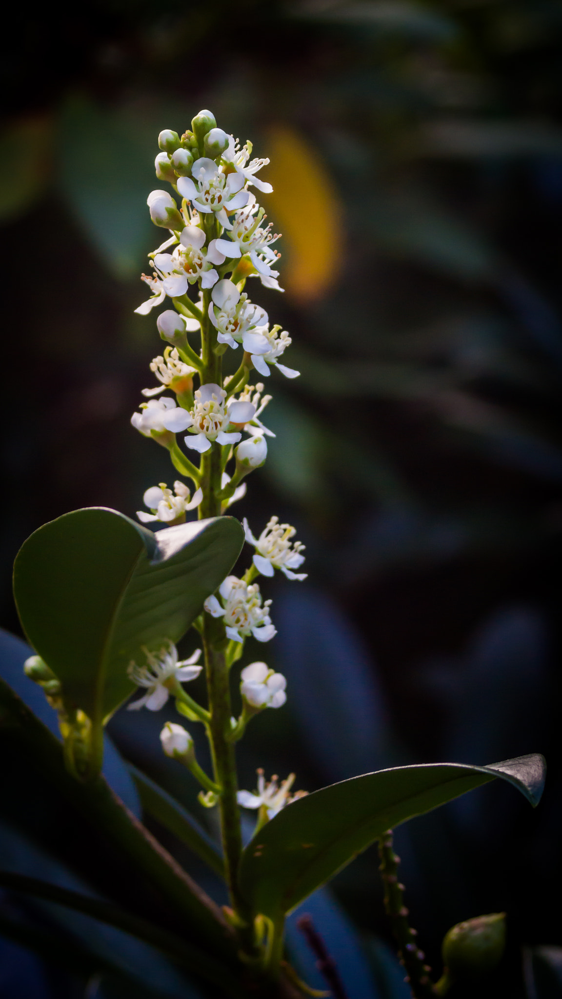 Sony SLT-A58 sample photo. Flower photography