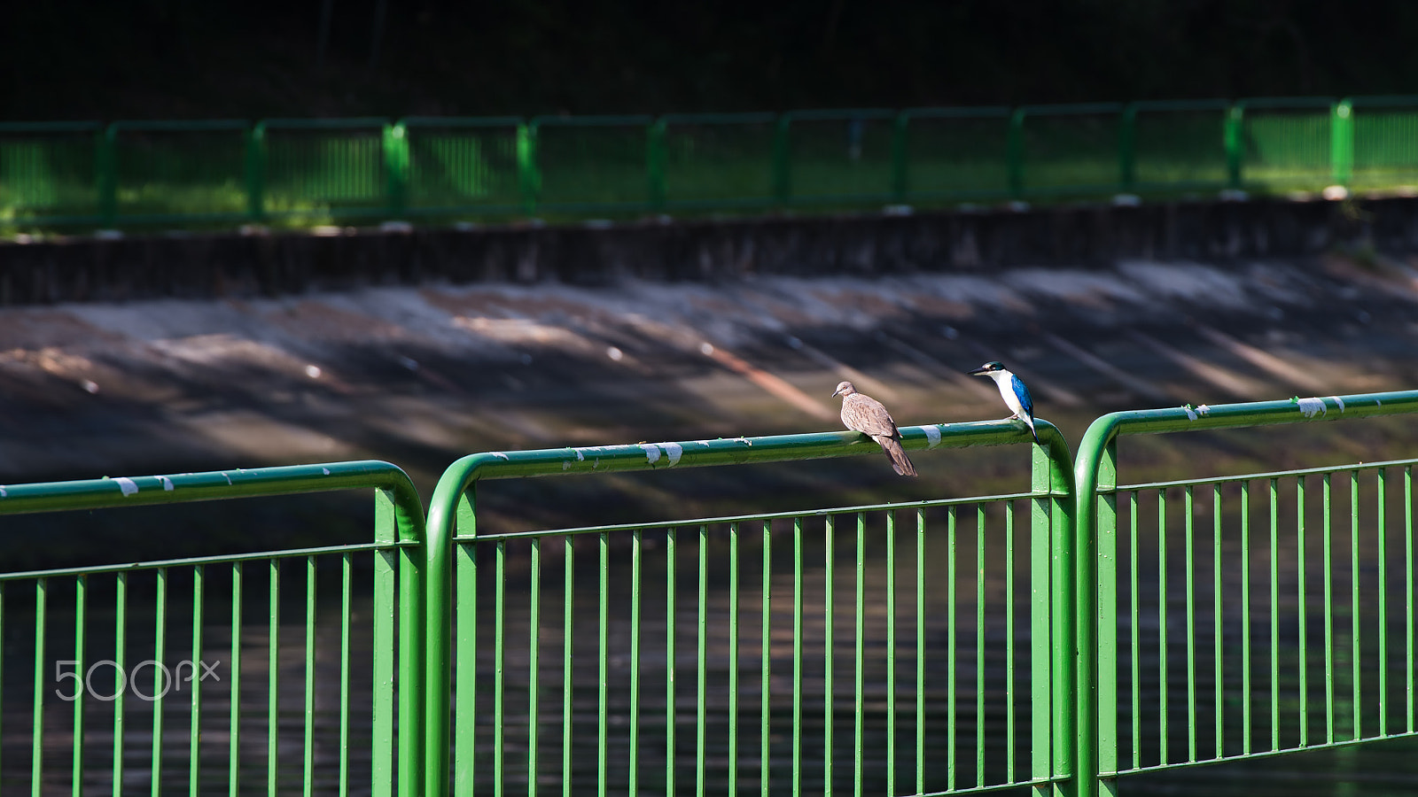 Nikon D600 sample photo. Competitor in harmony photography