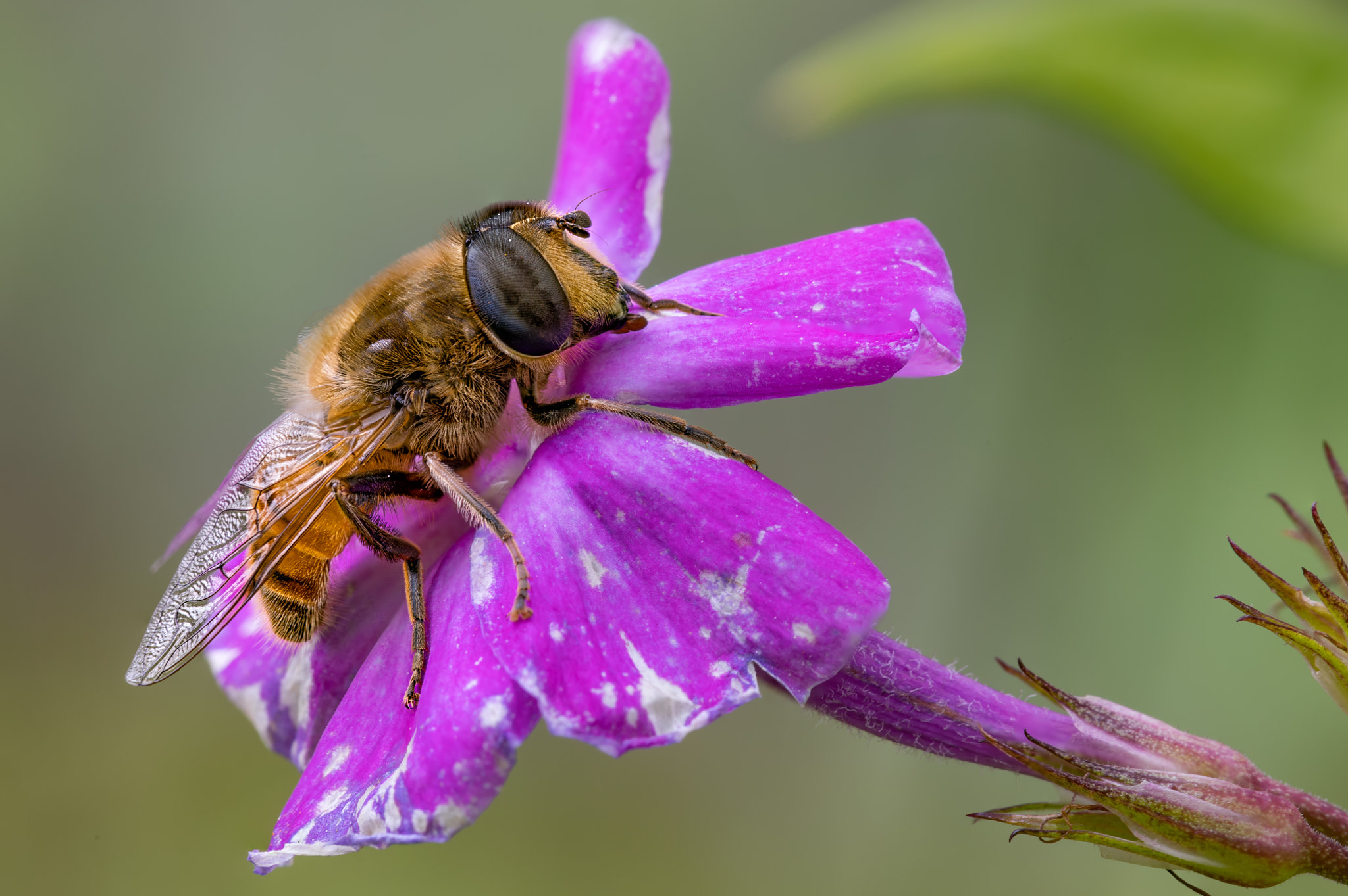 Canon EF 100mm F2.8L Macro IS USM sample photo. Autumn syrphidae photography