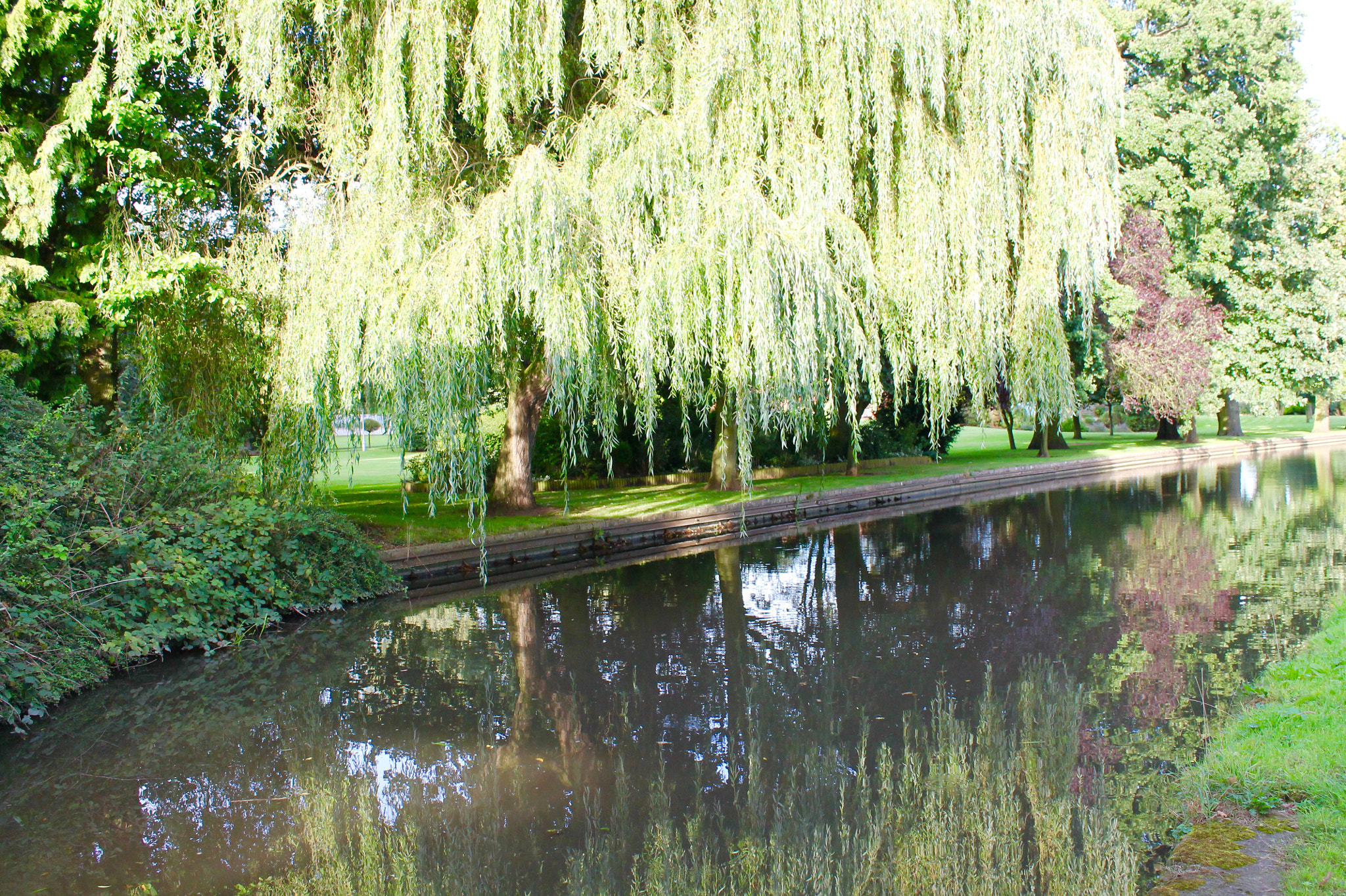 Canon EF-S 18-55mm F3.5-5.6 III sample photo. Beautiful weeping willow on canal side photography