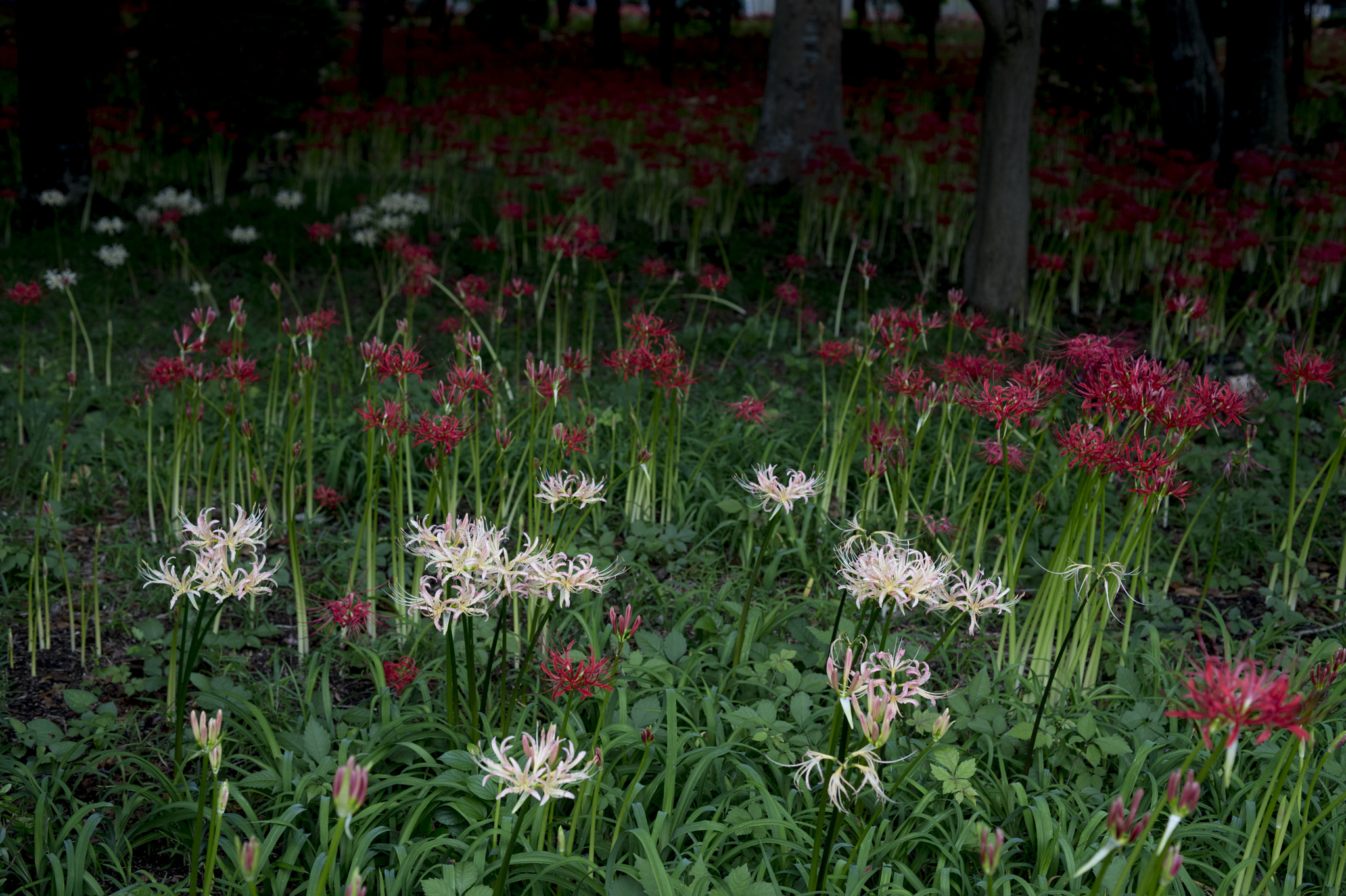 ZEISS Makro-Planar T* 50mm F2 sample photo. Dsc photography