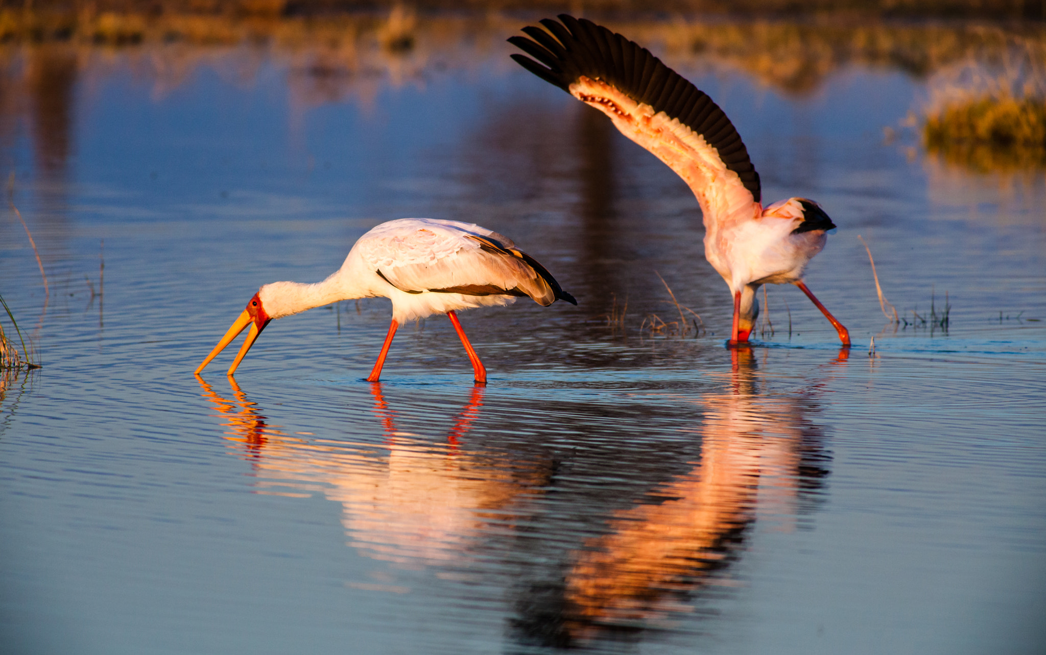 Canon EF 400mm F5.6L USM sample photo. Ala protetrrice photography