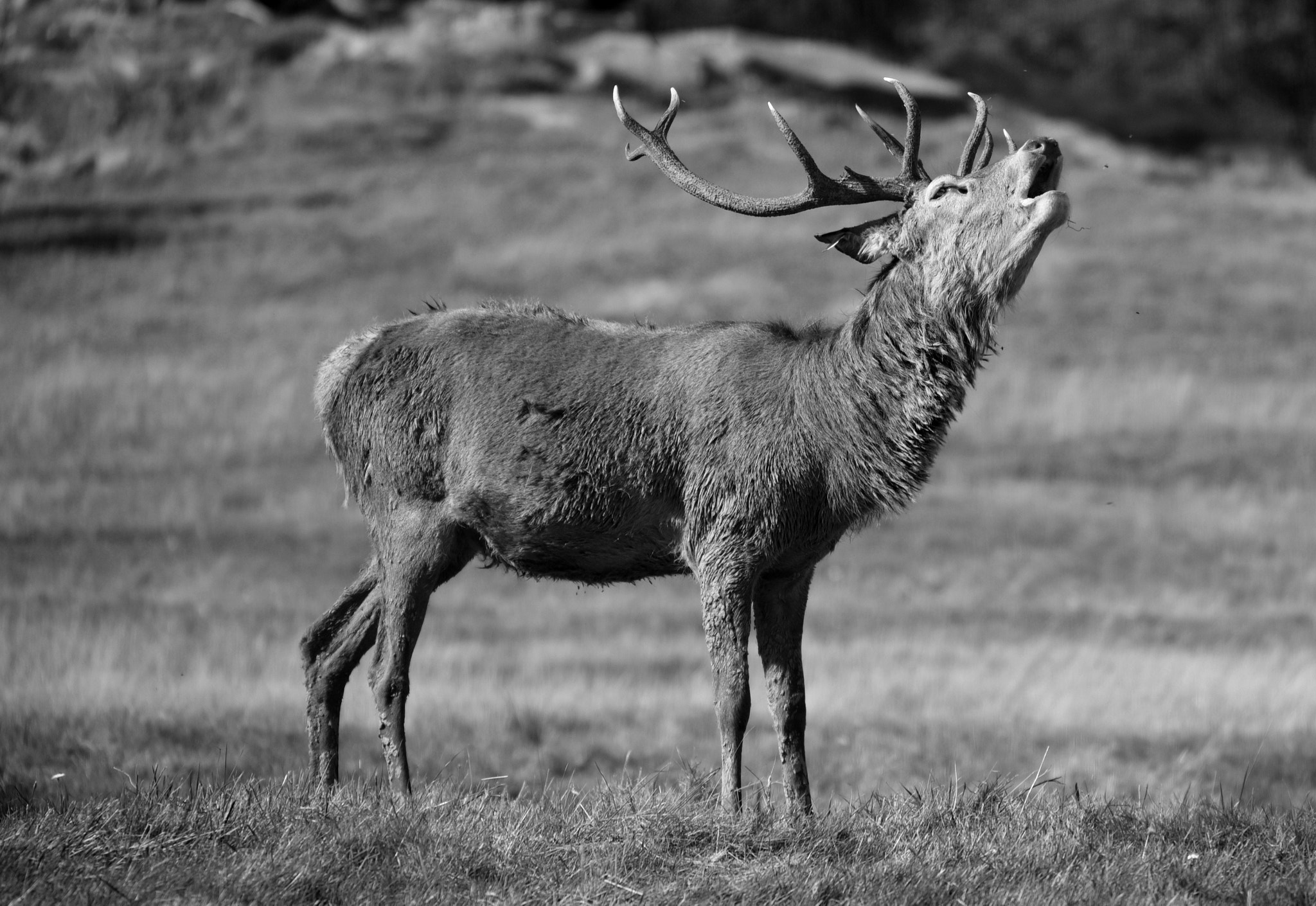 Sigma 50-500mm F4.5-6.3 DG OS HSM sample photo. Windsor great park 24 september 2016 161 photography