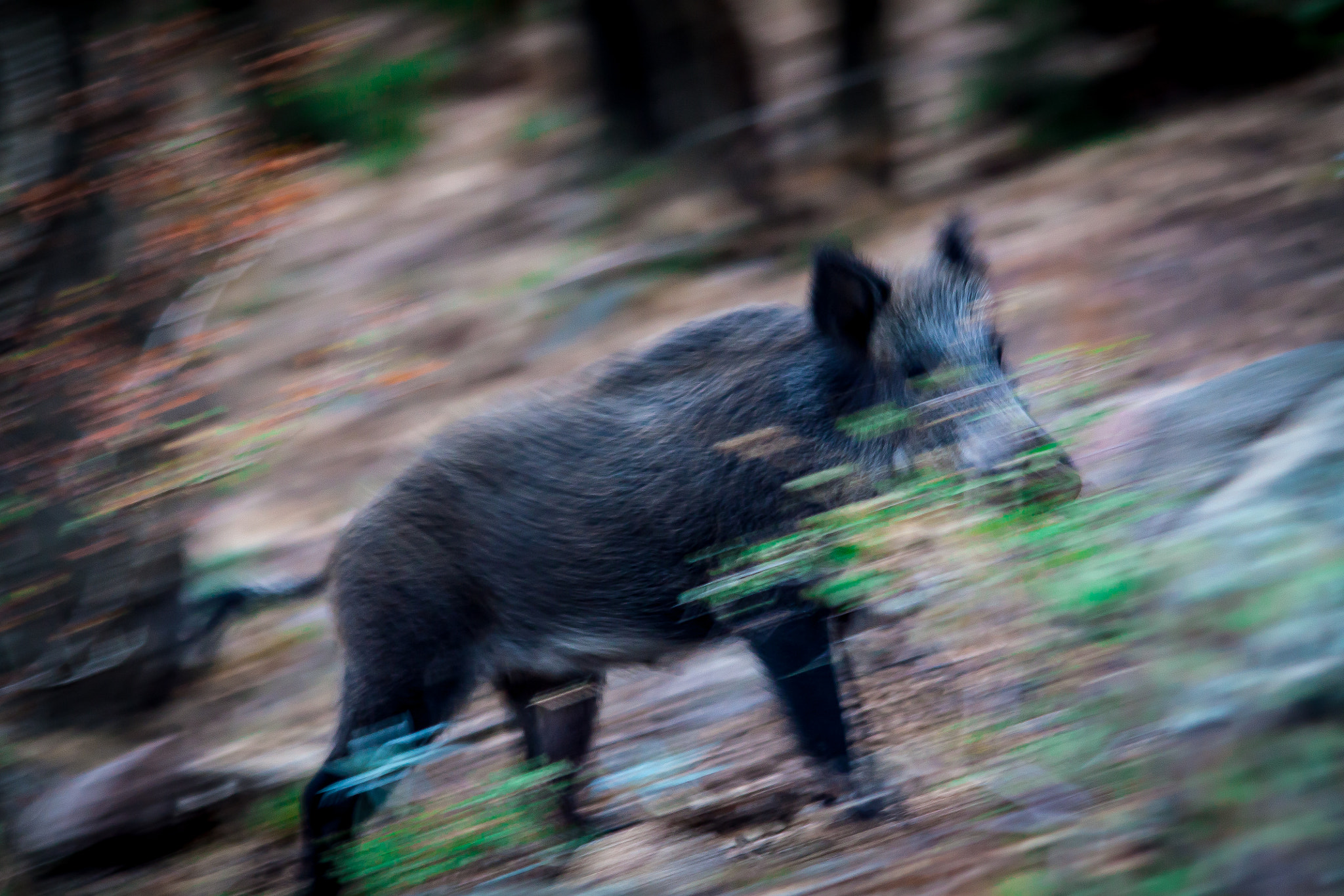 Canon EF 70-300mm F4-5.6 IS USM sample photo. Wild boar running photography