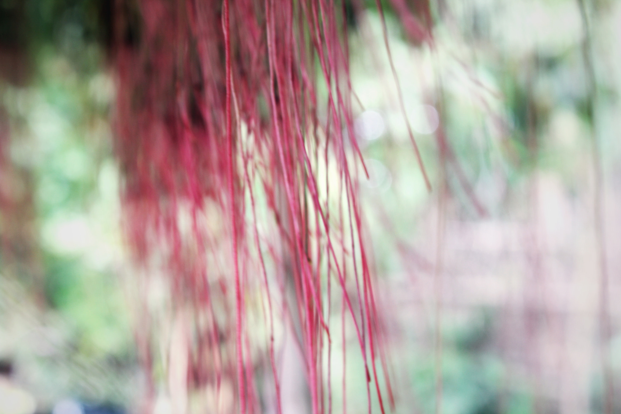Canon EOS 550D (EOS Rebel T2i / EOS Kiss X4) sample photo. Dodder photography