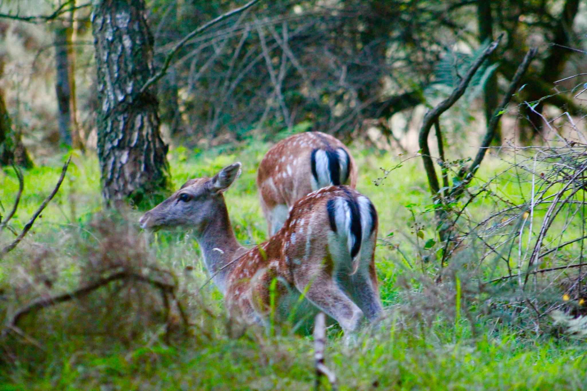 Canon EF75-300mm f/4-5.6 sample photo. Foraging fallow deer as sun goes down on chase photography