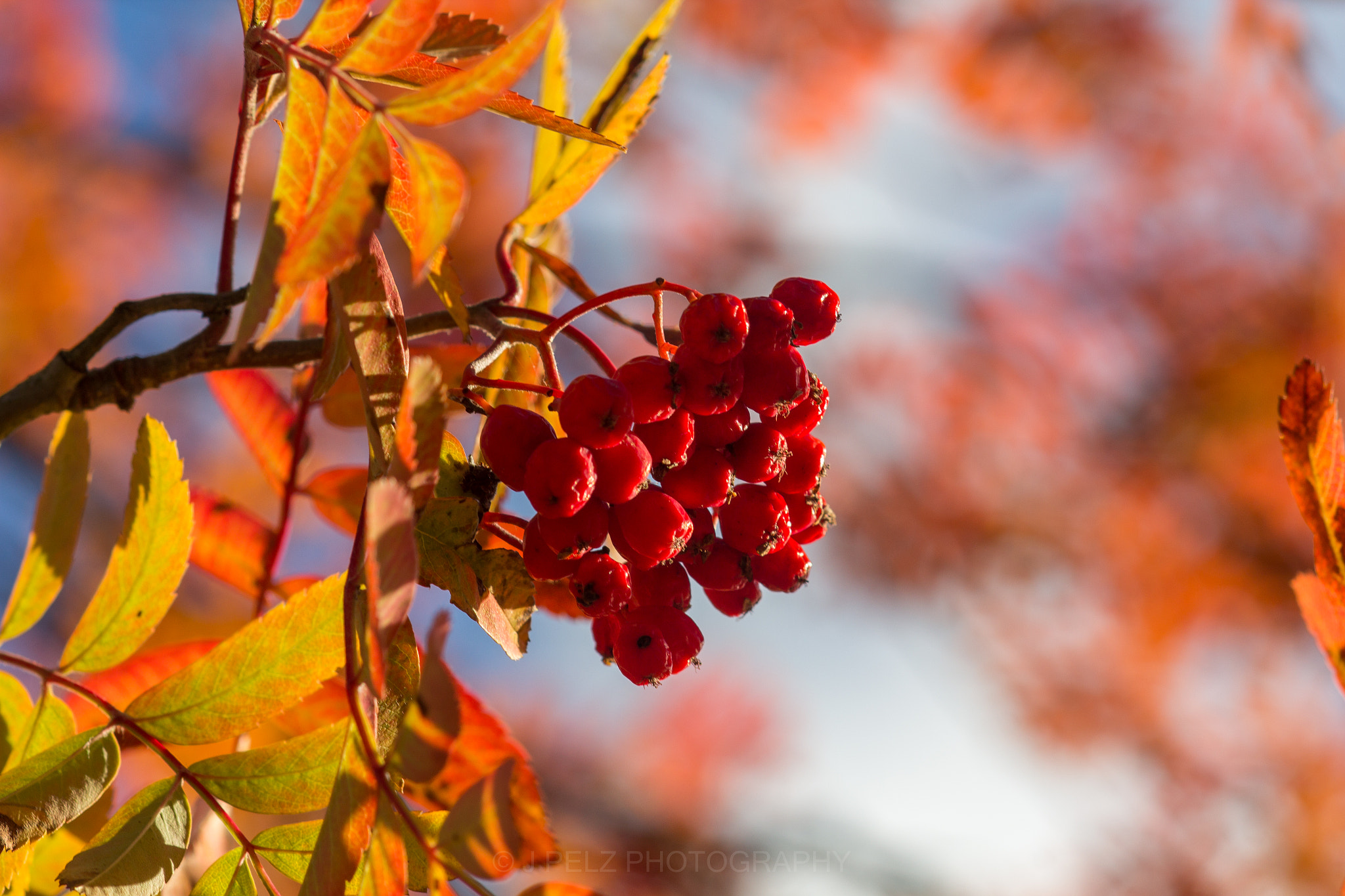 Canon EOS 60D + Canon EF 100mm F2.8 Macro USM sample photo. Rowan-berries photography