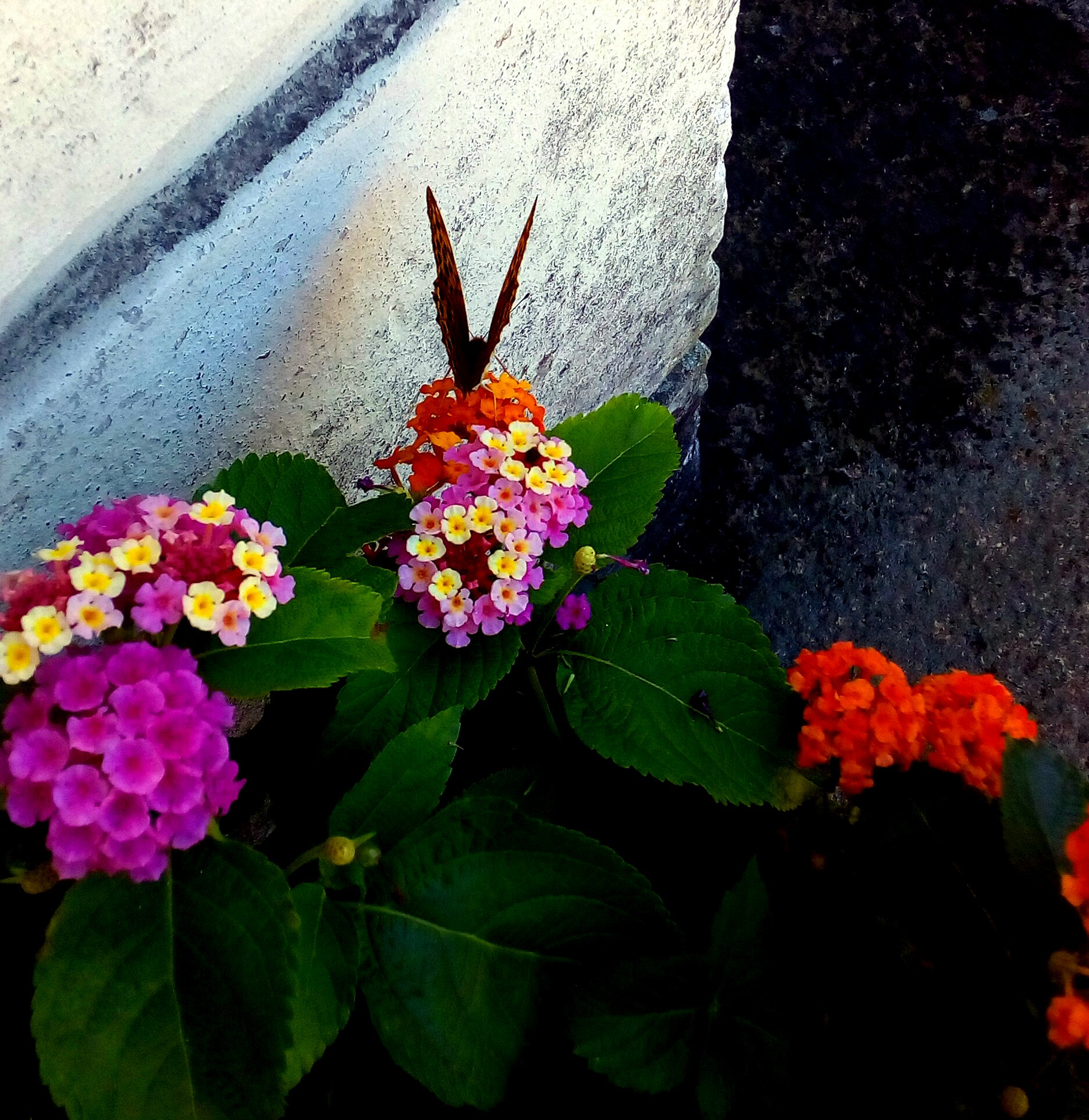 ASUS Zenfone Go (ASUS_Z00VD) sample photo. Close butterfly photography