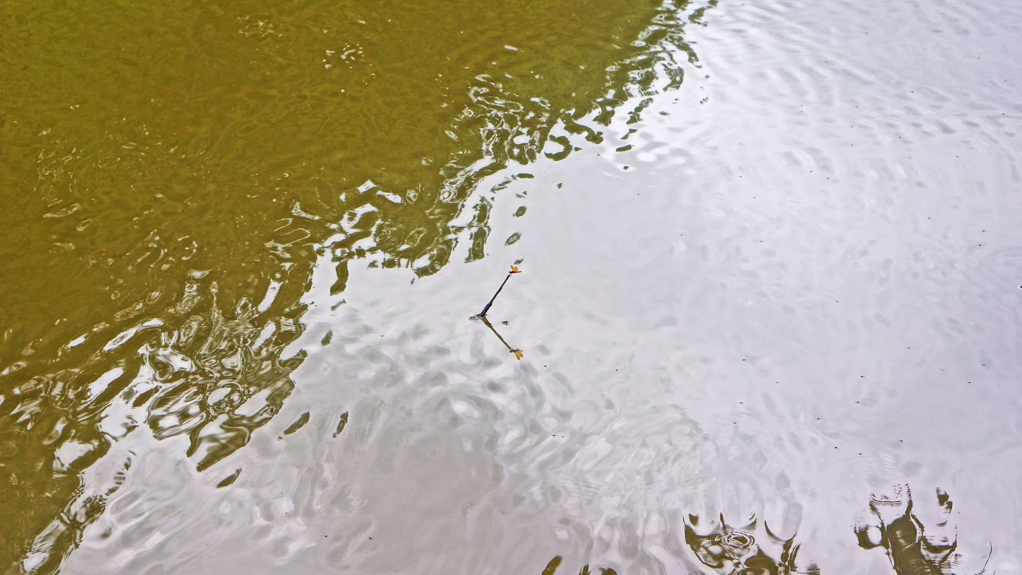 Sony Alpha NEX-7 sample photo. Butterfly photography