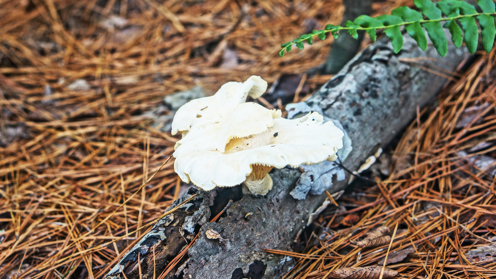 Sony Alpha NEX-7 + E 50mm F1.8 OSS sample photo. Mushroom photography