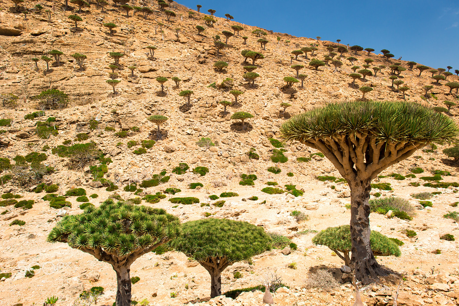 Nikon D600 sample photo. Dragon tree photography