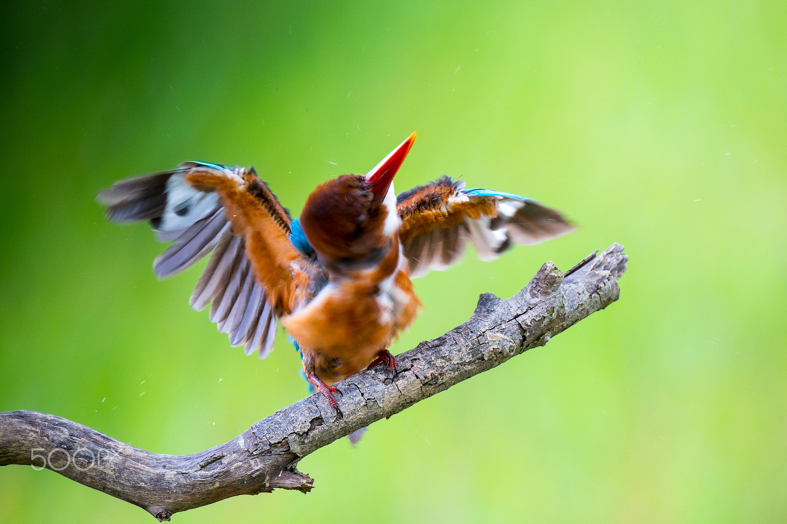 Canon EF 800mm F5.6L IS USM sample photo. Wonderful world photography
