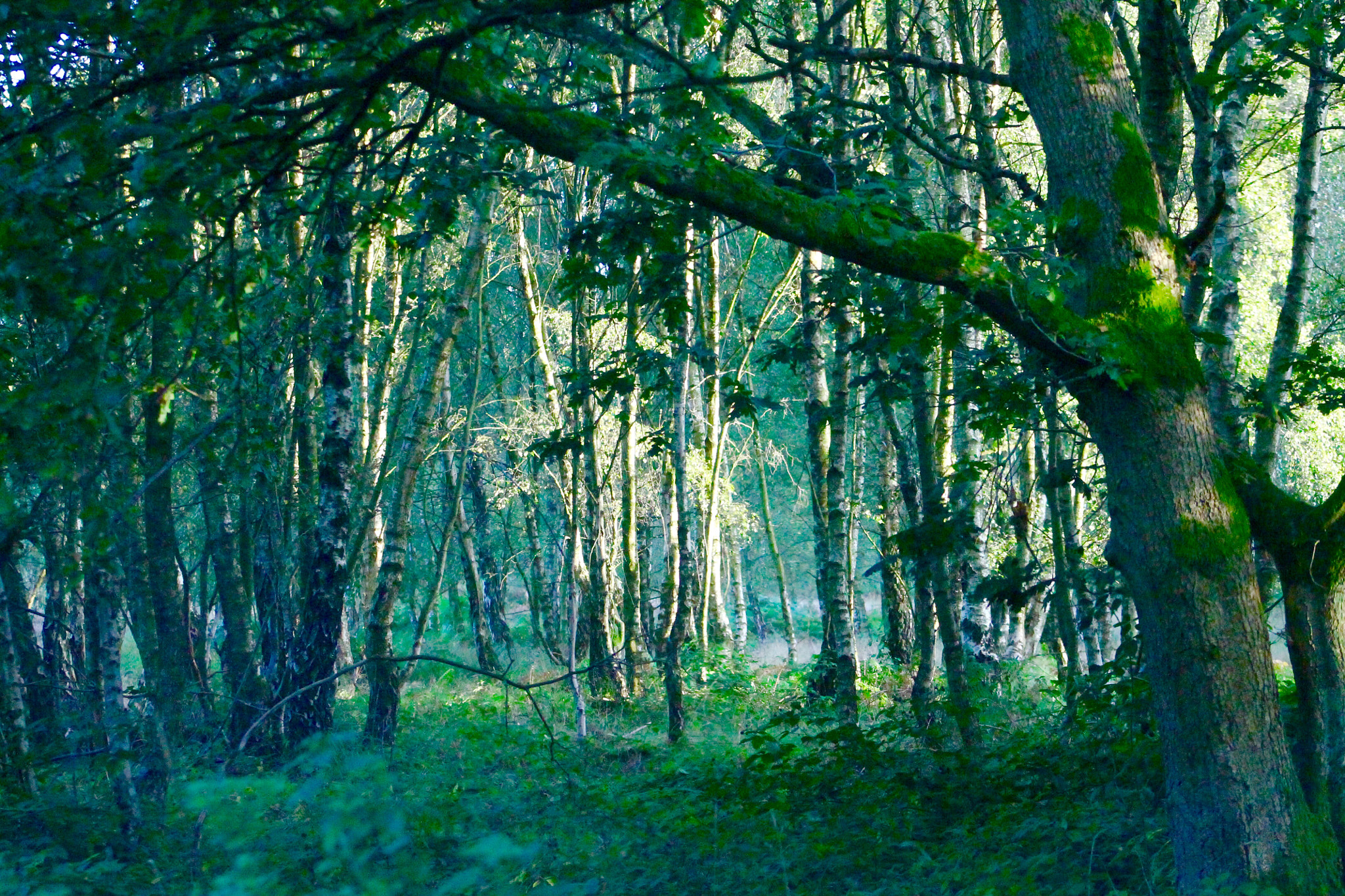 Canon EF75-300mm f/4-5.6 sample photo. Favoured woodland for the deer of cannock chase ca ... photography
