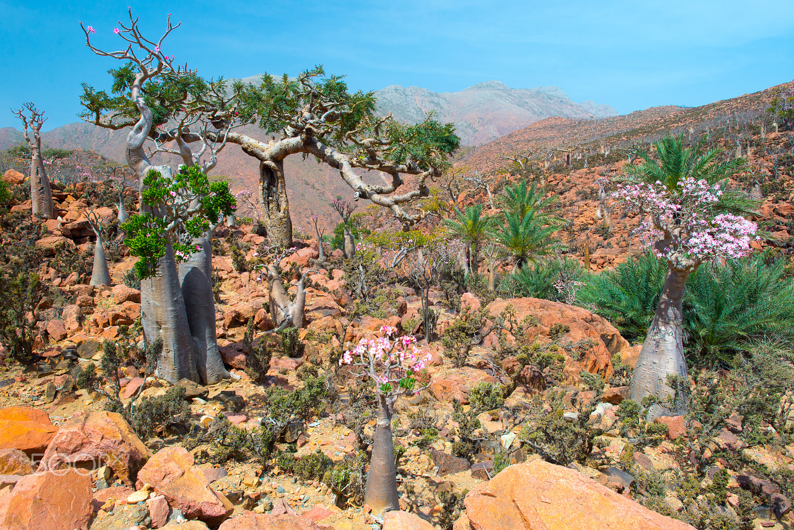 Nikon D600 sample photo. Socotra photography