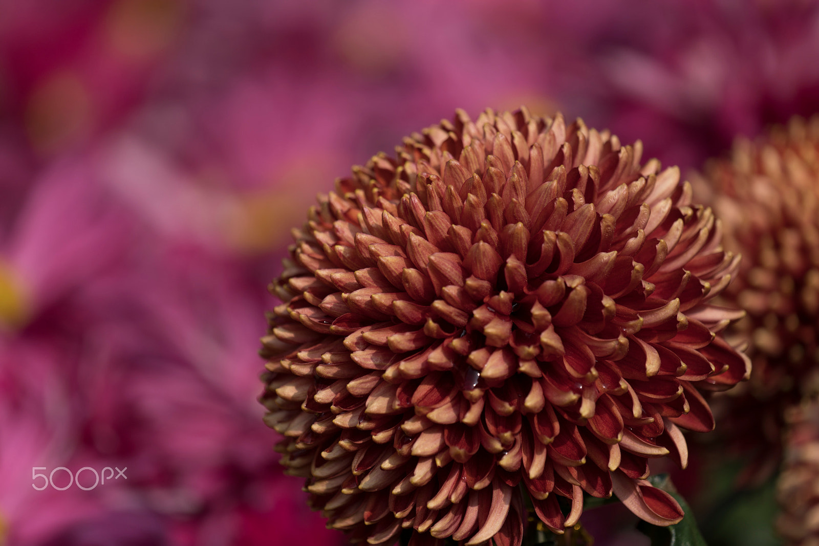 Sony a7R II + Sony 70-300mm F4.5-5.6 G SSM sample photo. Chrysanthemum #1 photography
