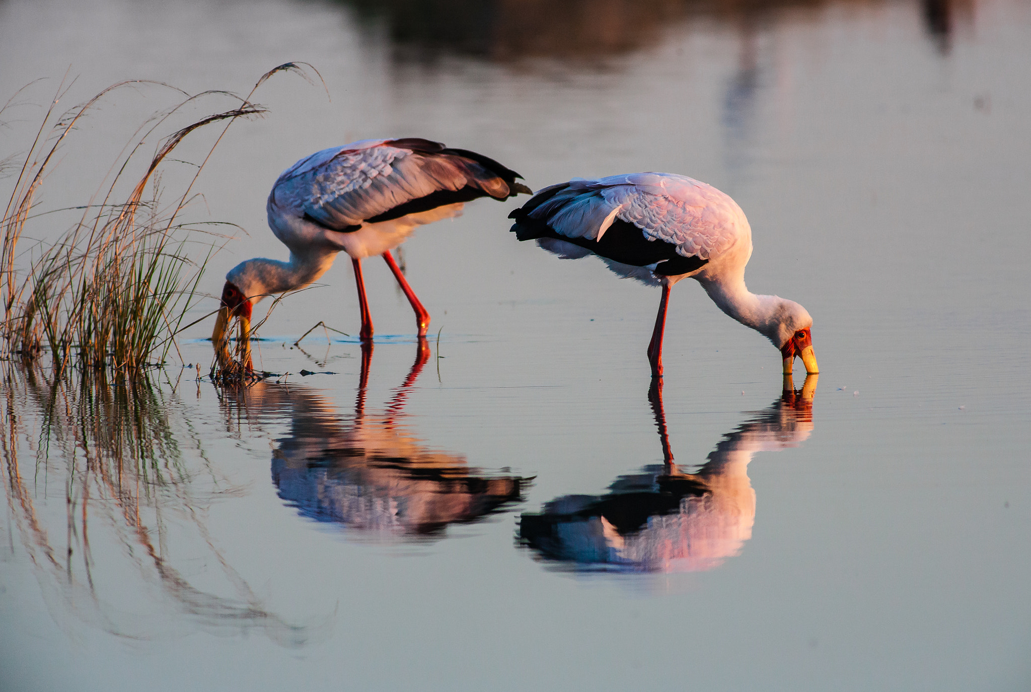 Canon EF 400mm F5.6L USM sample photo. Ellissi di cicogne photography