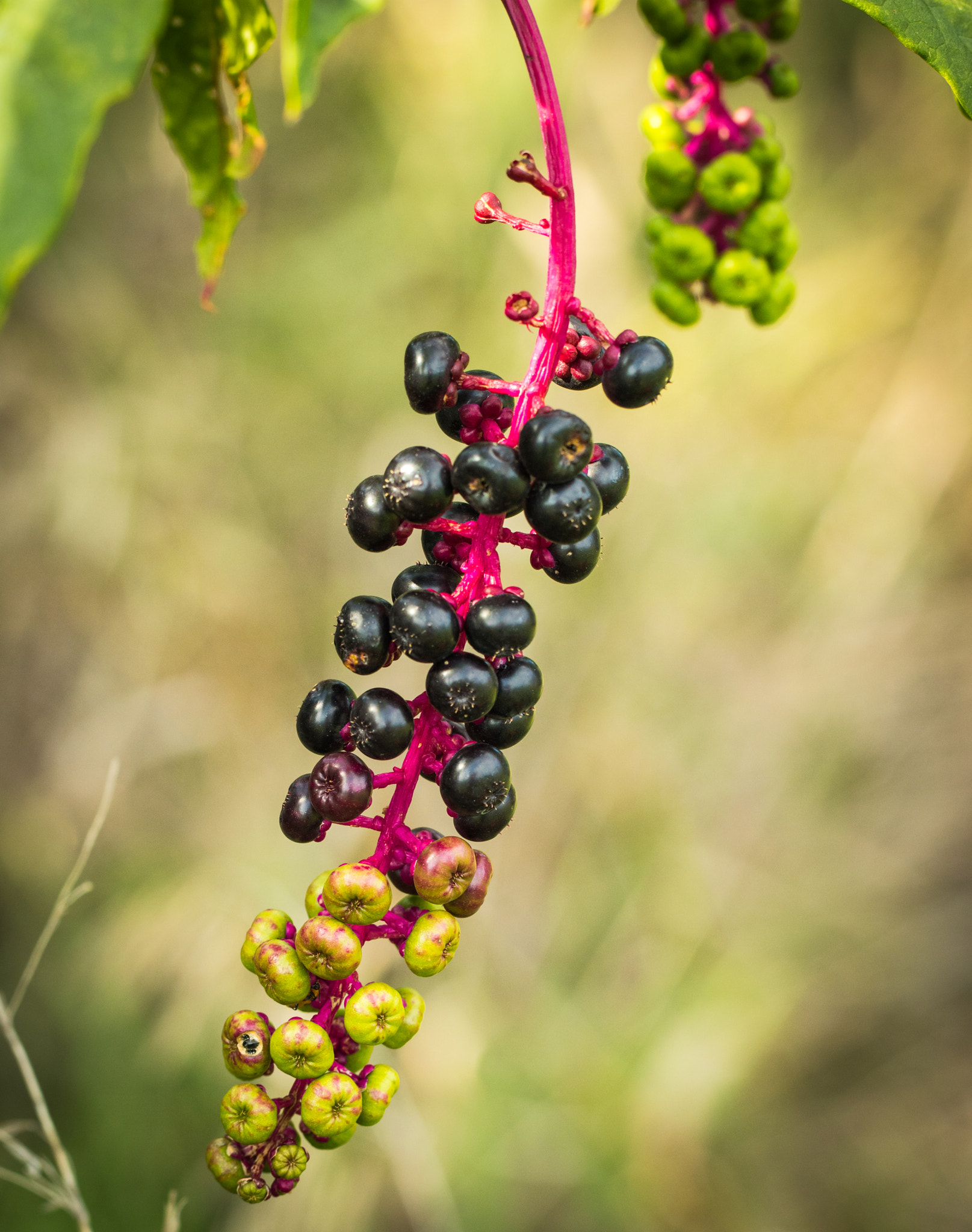 Canon EOS 760D (EOS Rebel T6s / EOS 8000D) + Canon EF 100mm F2.8L Macro IS USM sample photo. Green and purple berries on red stem photography