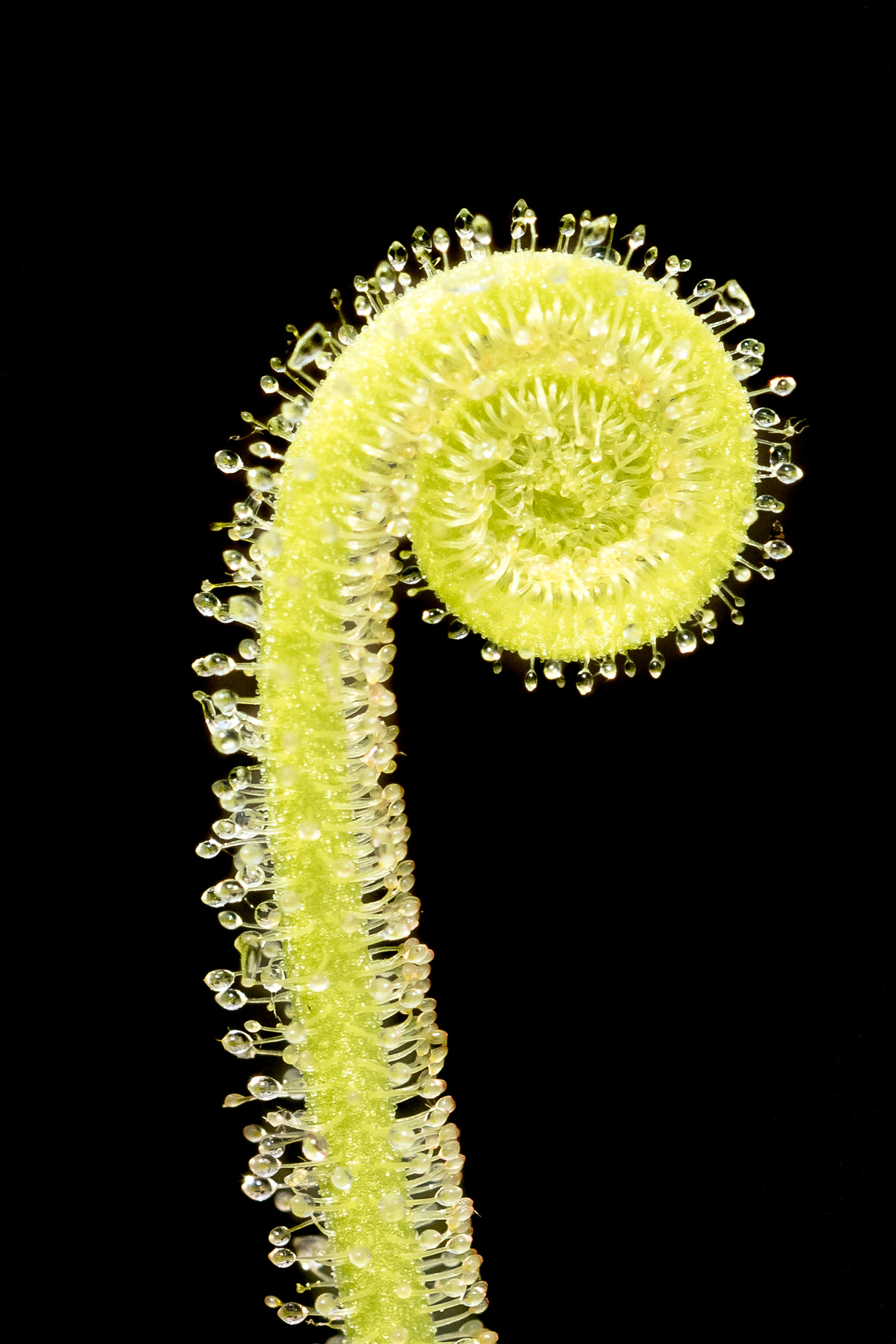 Sigma 150mm F2.8 EX DG OS Macro HSM sample photo. Sundew closeup ii photography