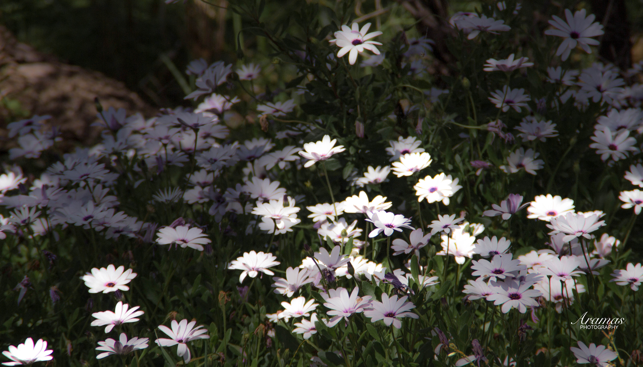 Canon EOS 600D (Rebel EOS T3i / EOS Kiss X5) sample photo. Flowers at tim's thicket photography