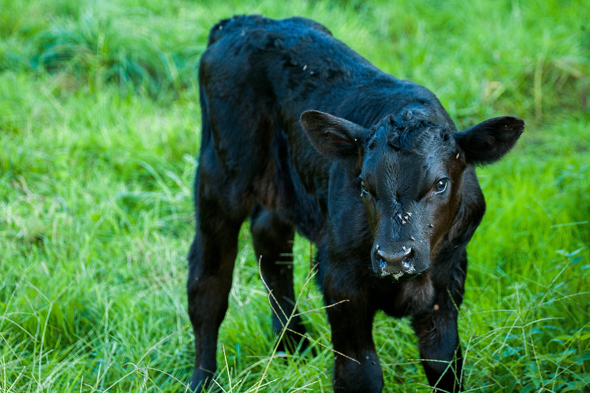 Canon EOS 5D + Canon EF 100-300mm f/5.6L sample photo. Black bull photography