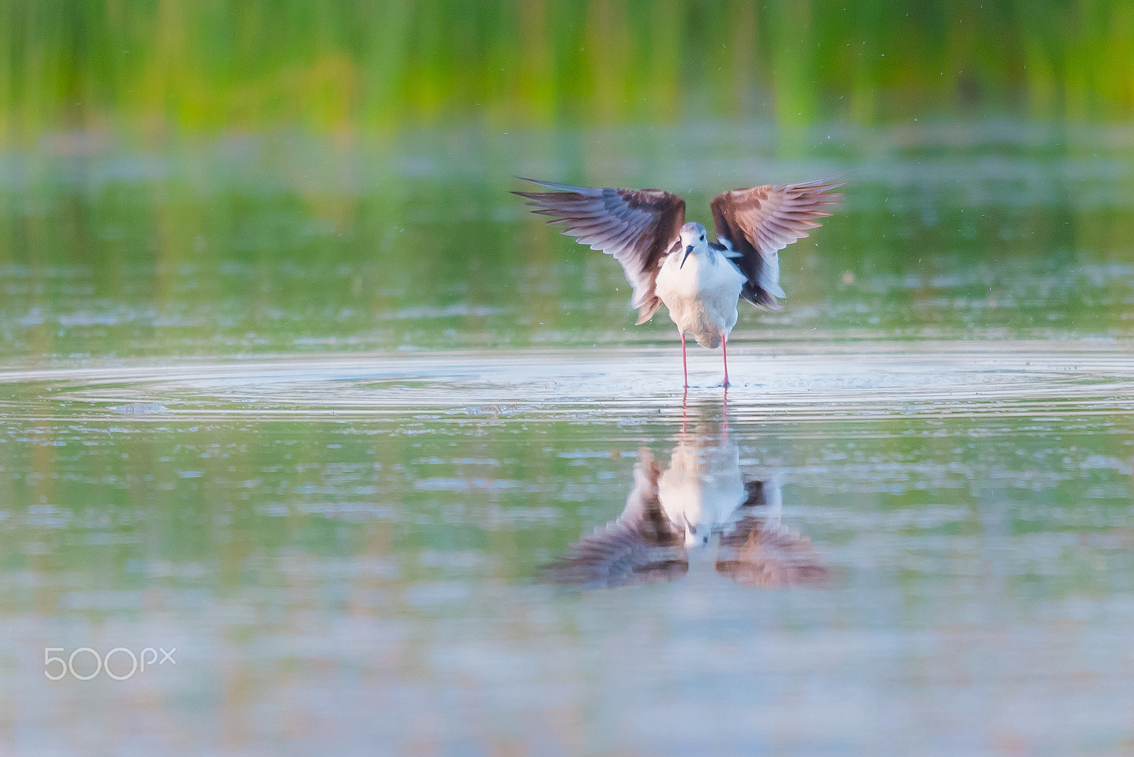 Nikon AF-S Nikkor 600mm F4G ED VR sample photo. The black-winged stilt (himantopus) photography