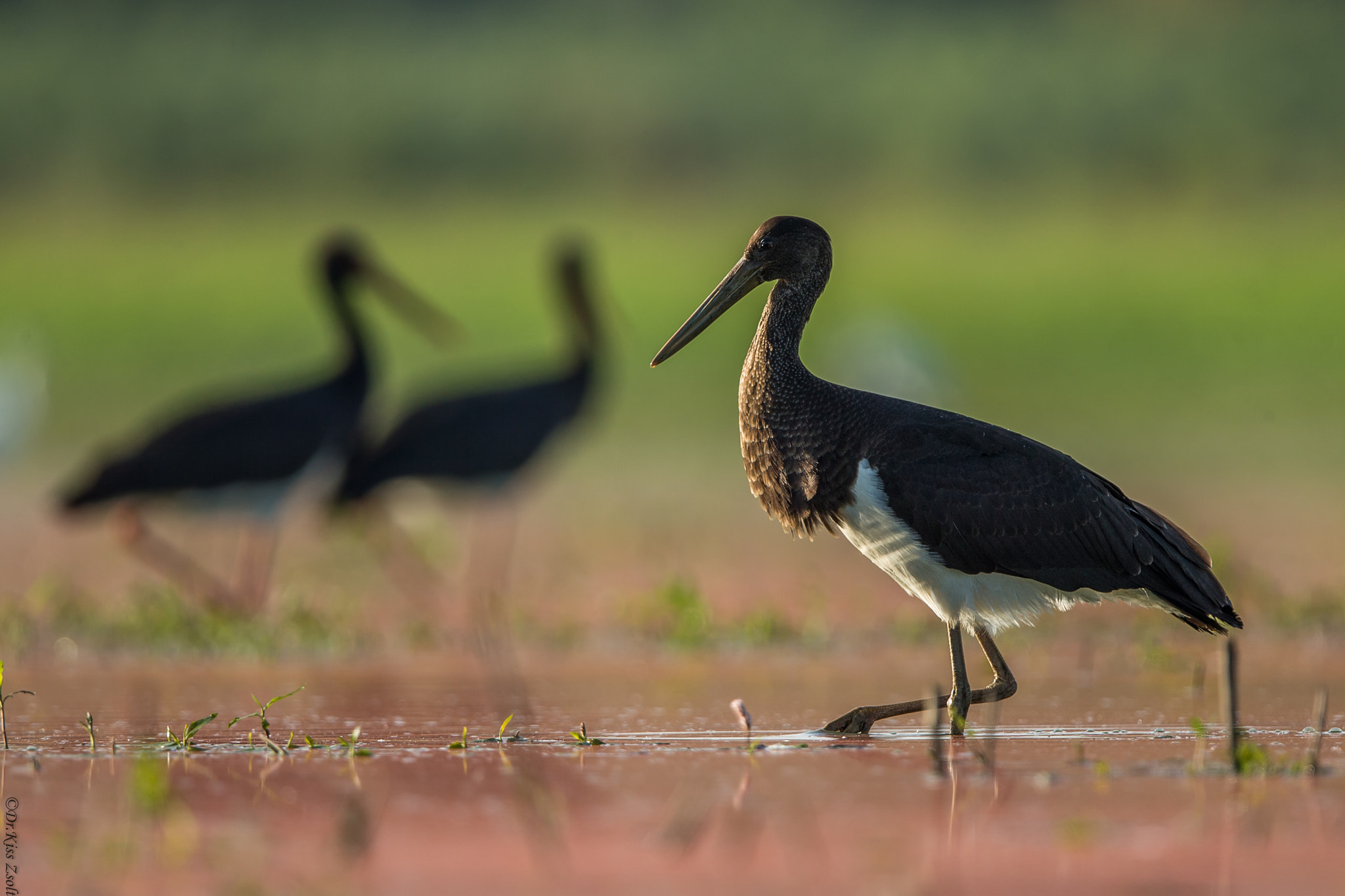 Canon EF 600mm F4L IS II USM sample photo. Black storks photography