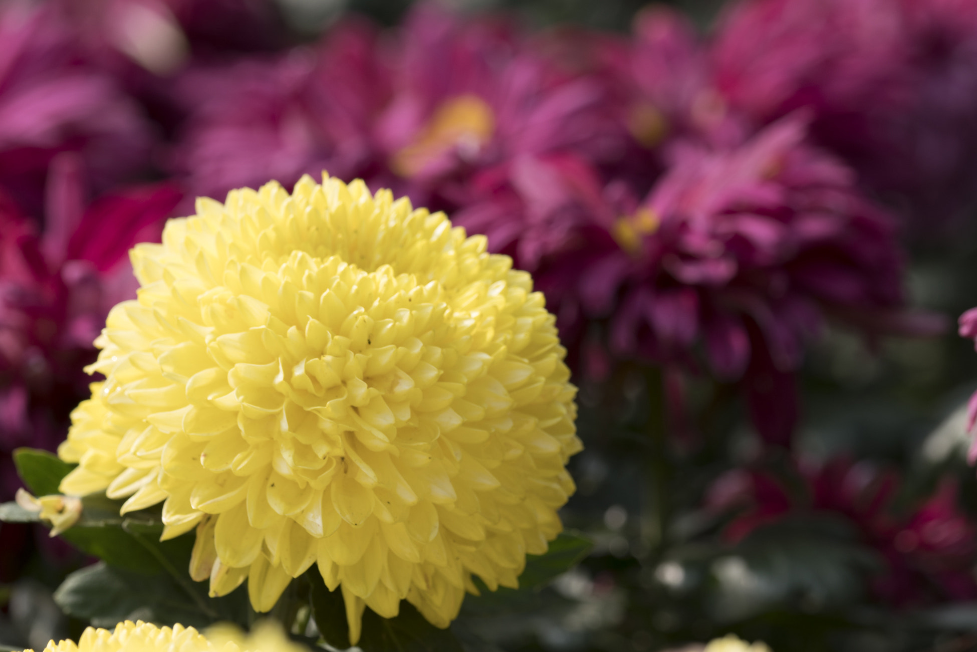 Sony a7R II + Sony 70-300mm F4.5-5.6 G SSM sample photo. Chrysanthemum #2 photography