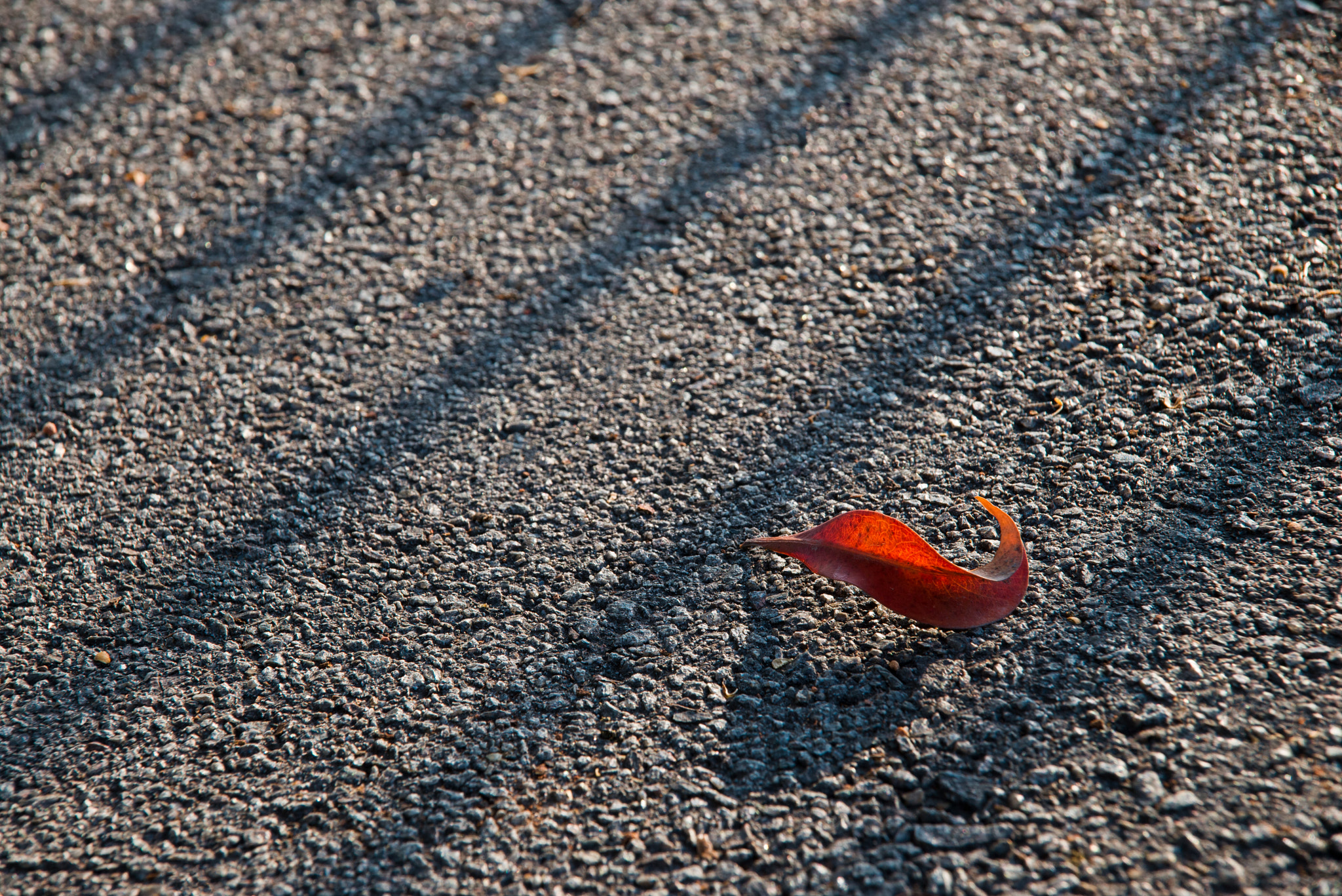 Tamron SP AF 24-135mm f/3.5-5.6 AD Aspherical (IF) Macro (190D) sample photo. Red leaf fallen on pavement photography