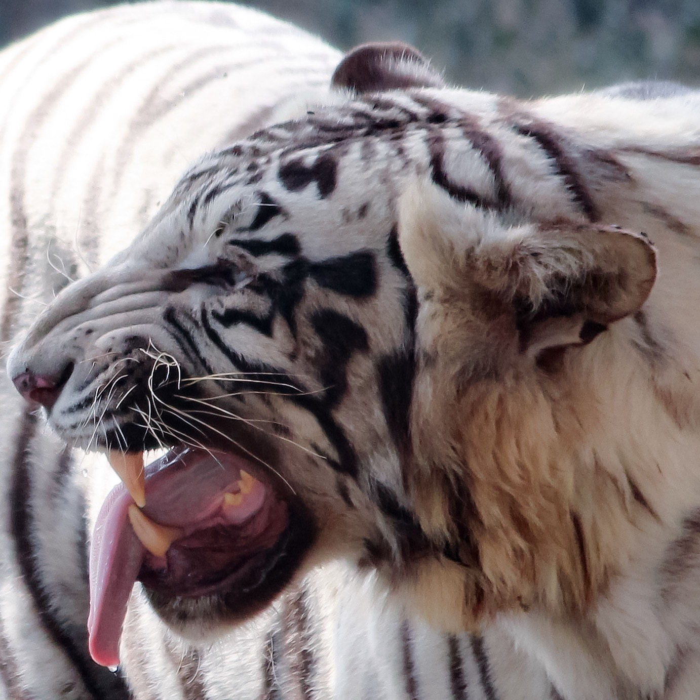 Canon EF-S 55-250mm F4-5.6 IS II sample photo. White tiger photography