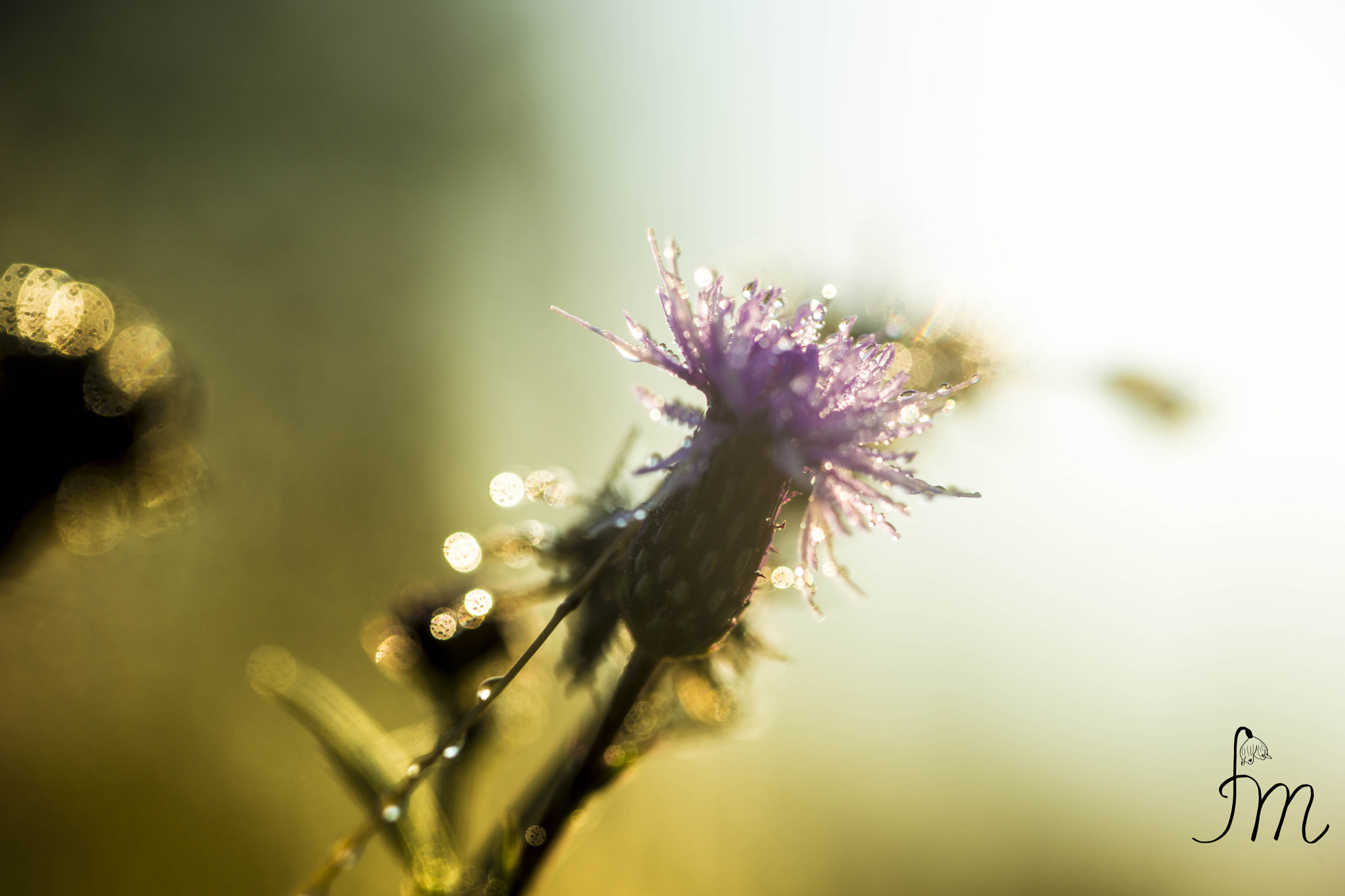 Sony a99 II + 90mm F2.8 Macro SSM sample photo. Thistle photography