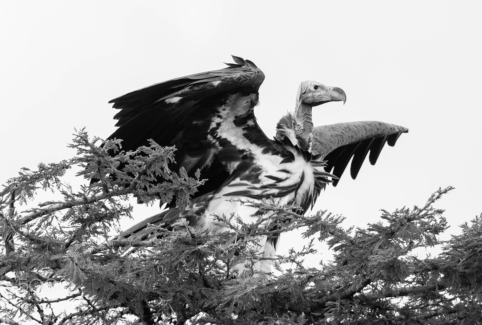 Nikon AF-S Nikkor 300mm F2.8G ED VR II sample photo. Vulture photography