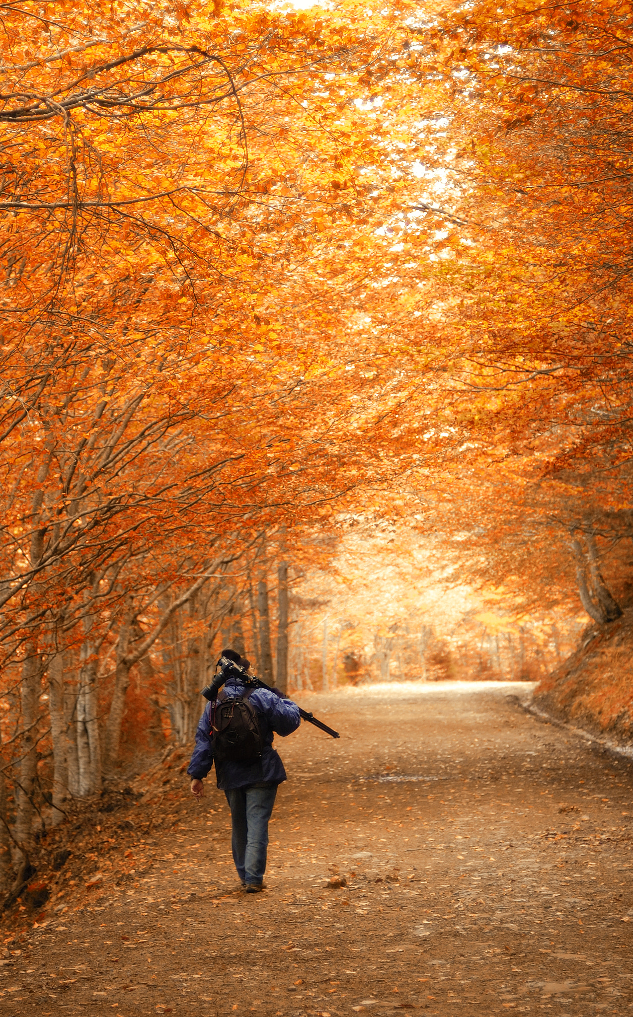 Nikon D70 + Nikon AF Nikkor 50mm F1.4D sample photo. Autumn photographer photography