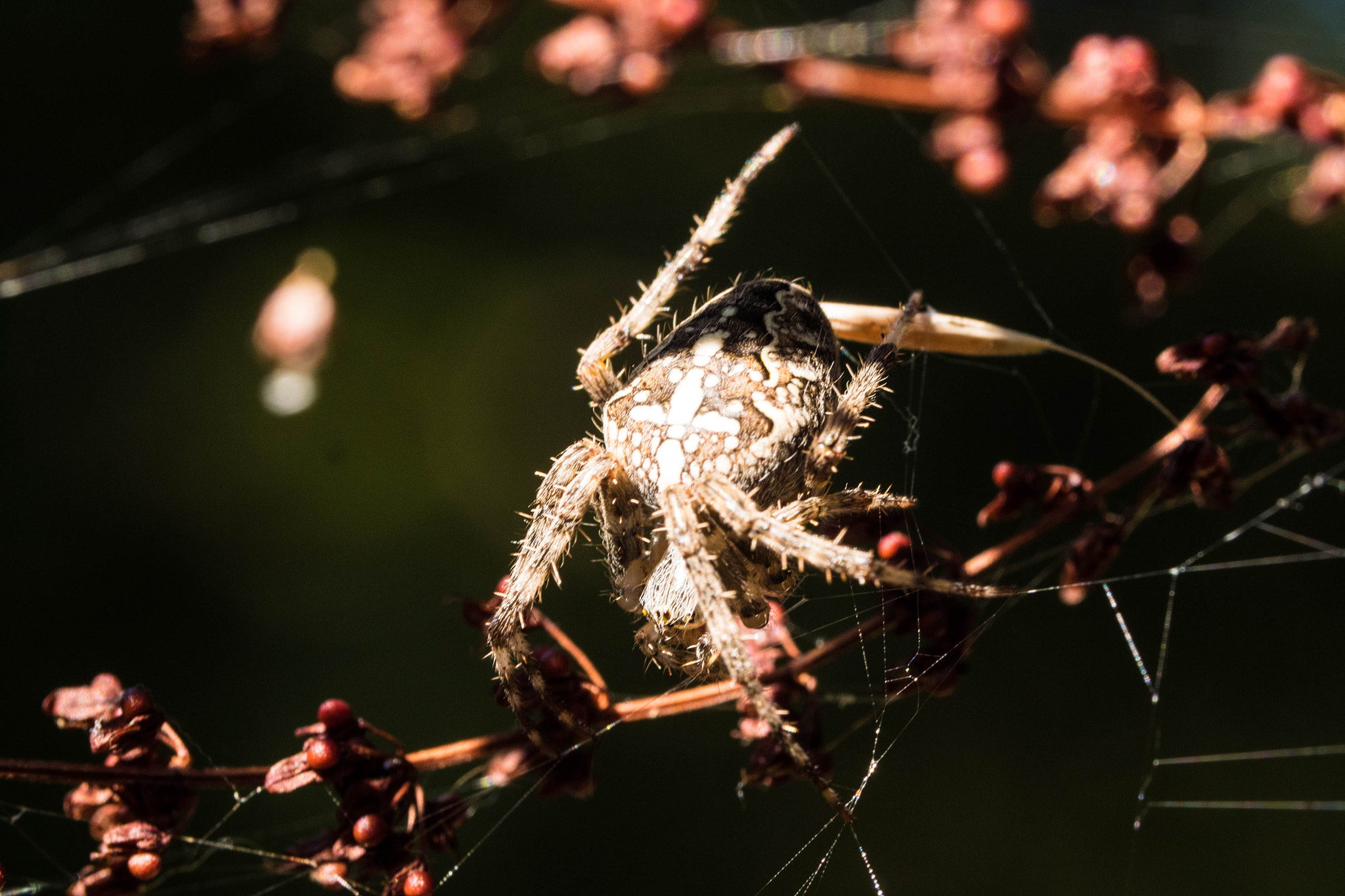 Panasonic Lumix DMC-GH4 sample photo. Araignée photography