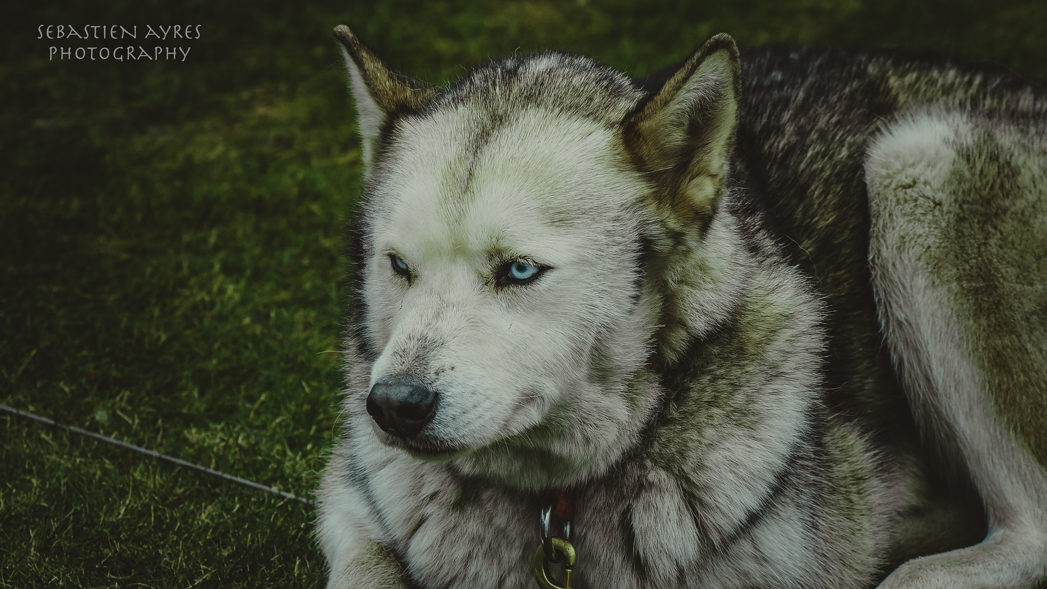 Tamron AF 70-300mm F4-5.6 Di LD Macro sample photo. Blue eyes photography
