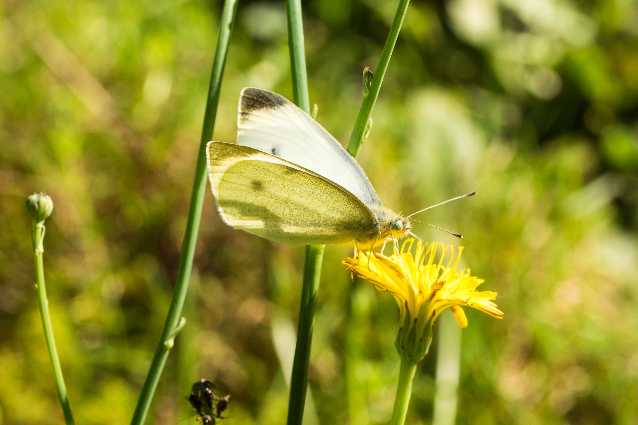 Panasonic Lumix DMC-GH4 sample photo. Papillon photography
