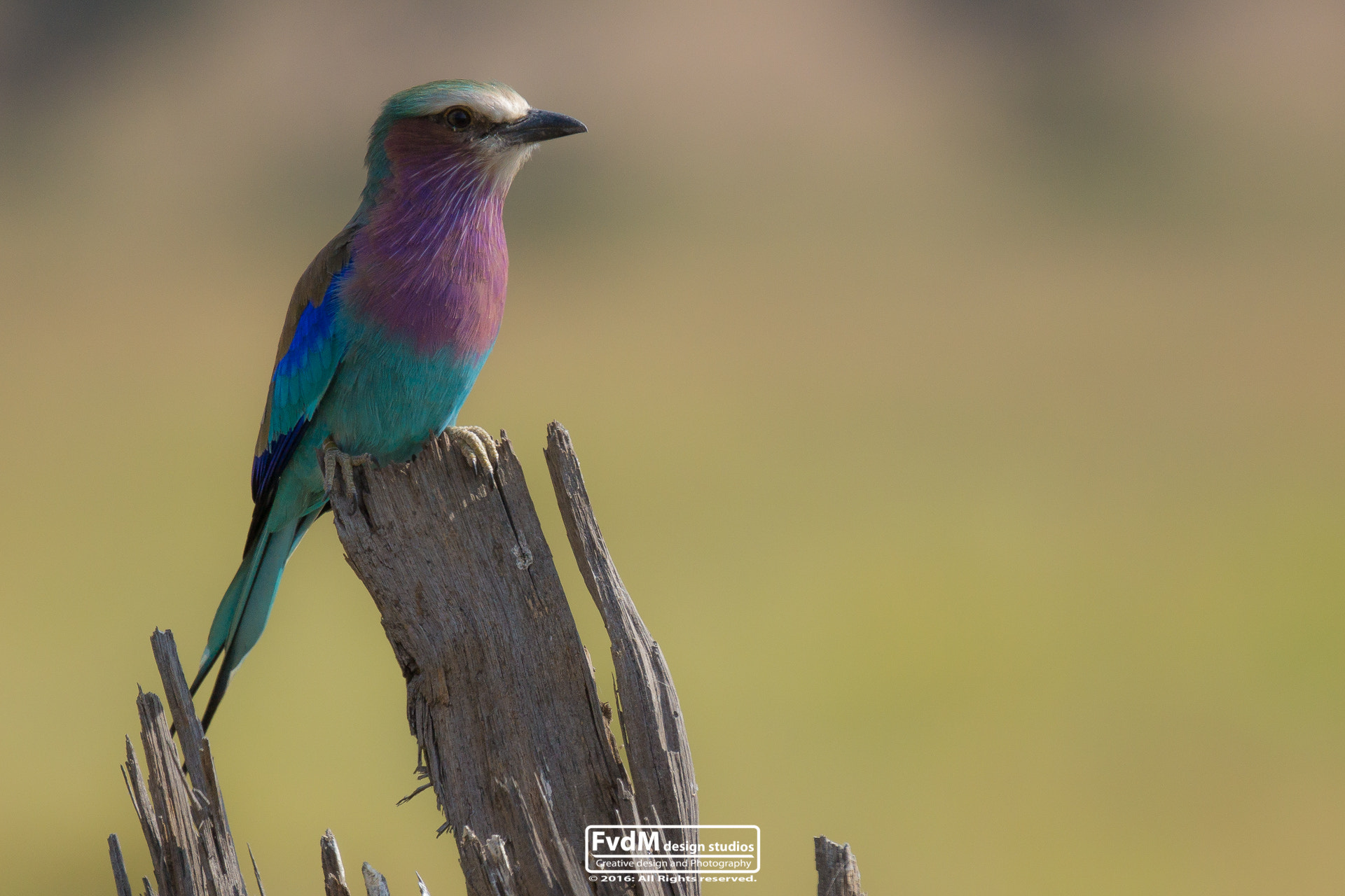 Sony SLT-A77 + Sony 70-400mm F4-5.6 G SSM sample photo. See me shine... photography
