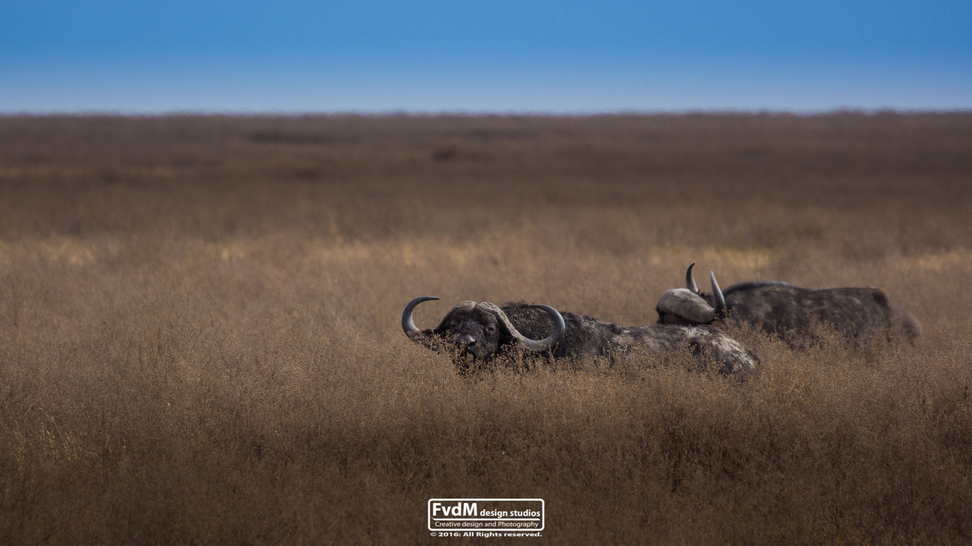 Sony SLT-A77 + Sony 70-400mm F4-5.6 G SSM sample photo. Watch the buffalo... photography
