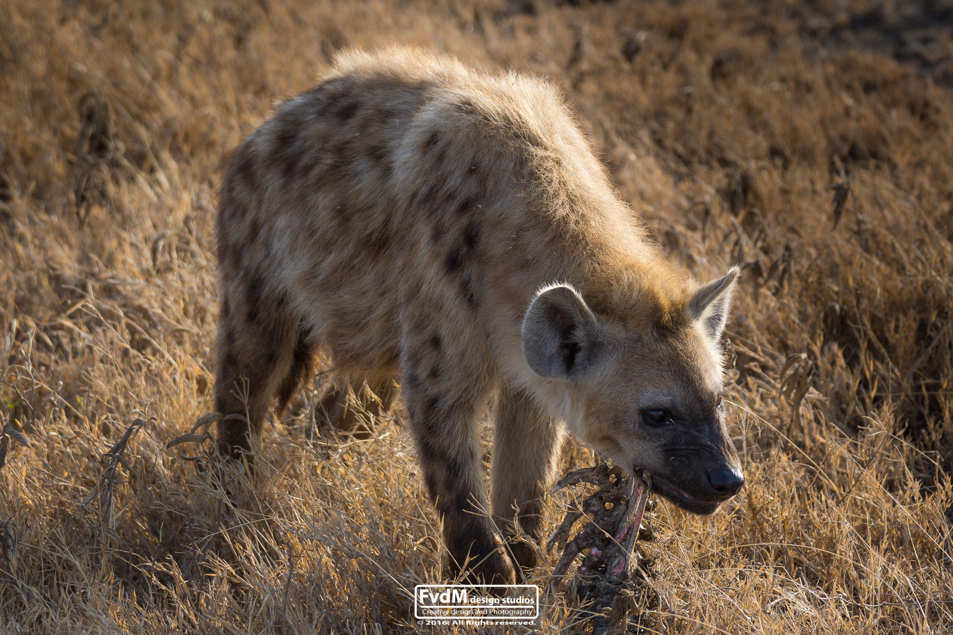 Sony SLT-A77 sample photo. The bone collector... photography