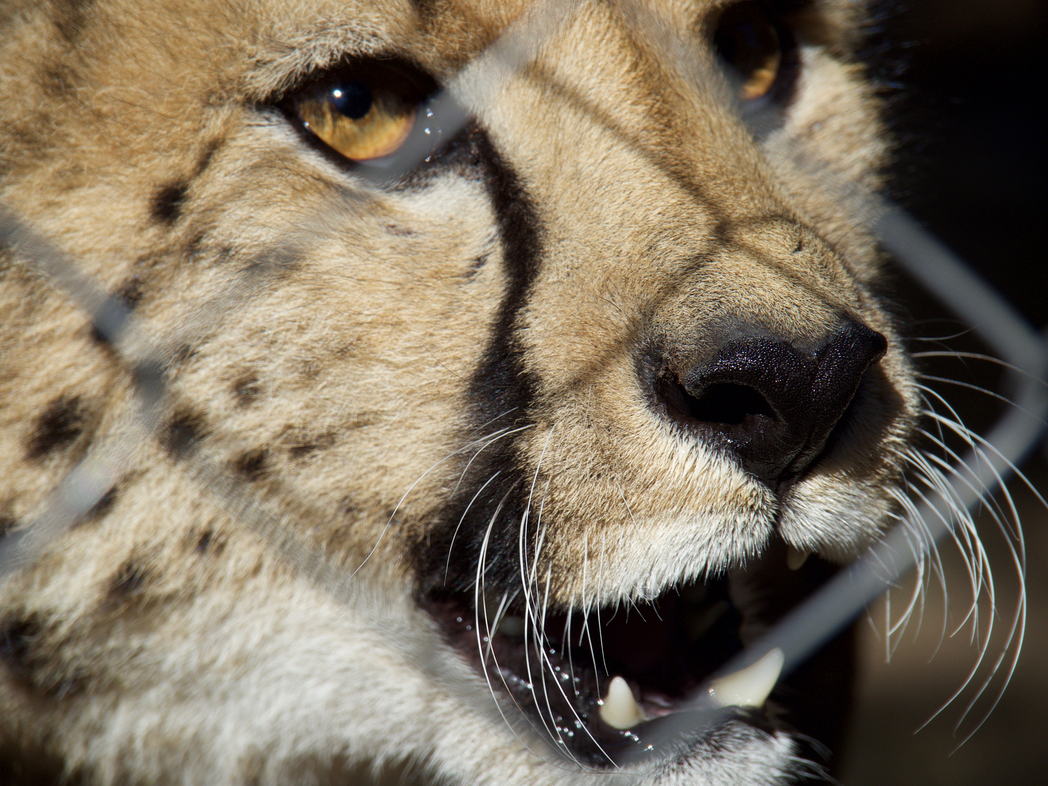 OLYMPUS M.14-150mm F4.0-5.6 II sample photo. Wildlife..in cage photography