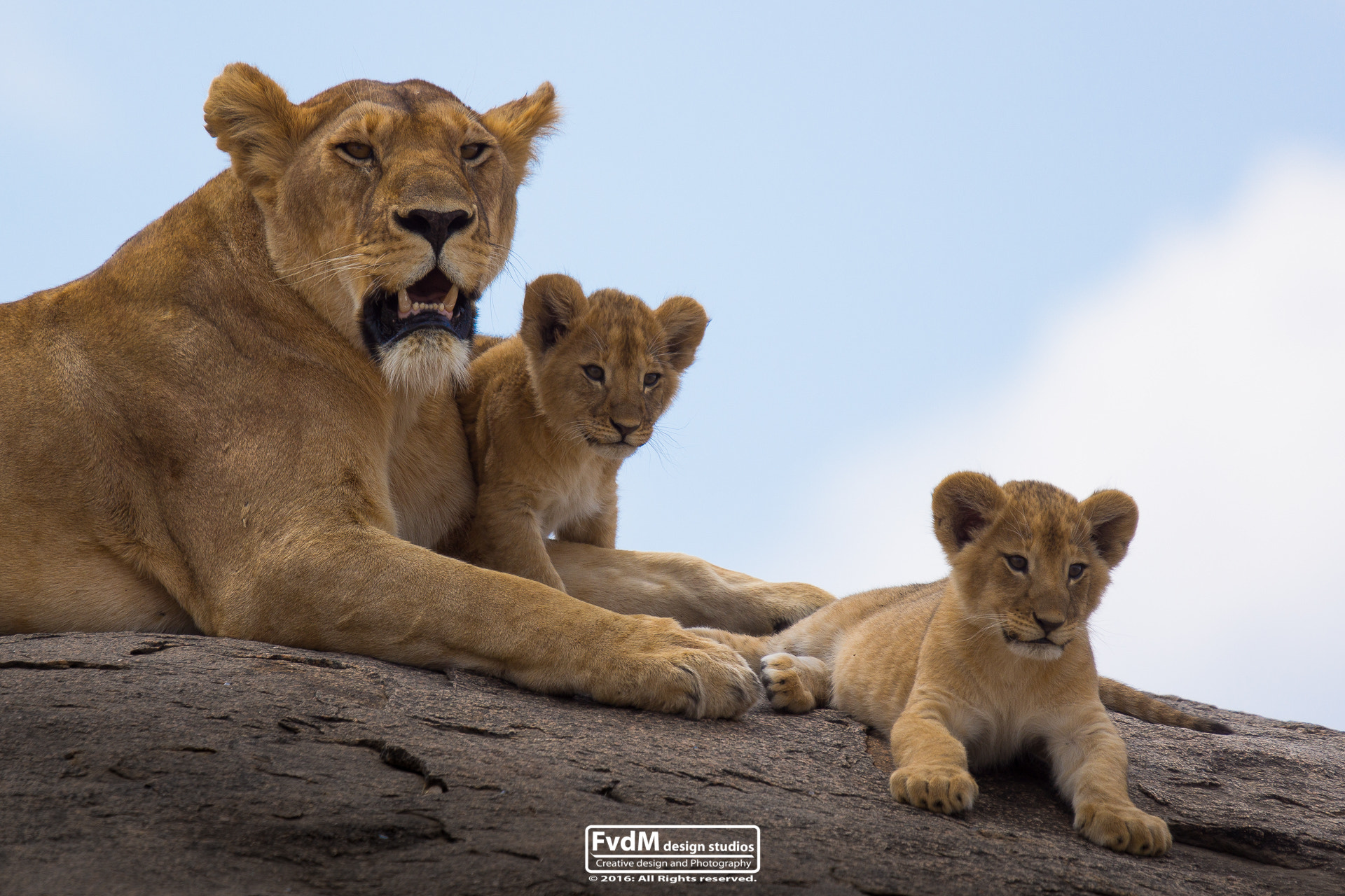 Sony 70-400mm F4-5.6 G SSM sample photo. Family moment... photography
