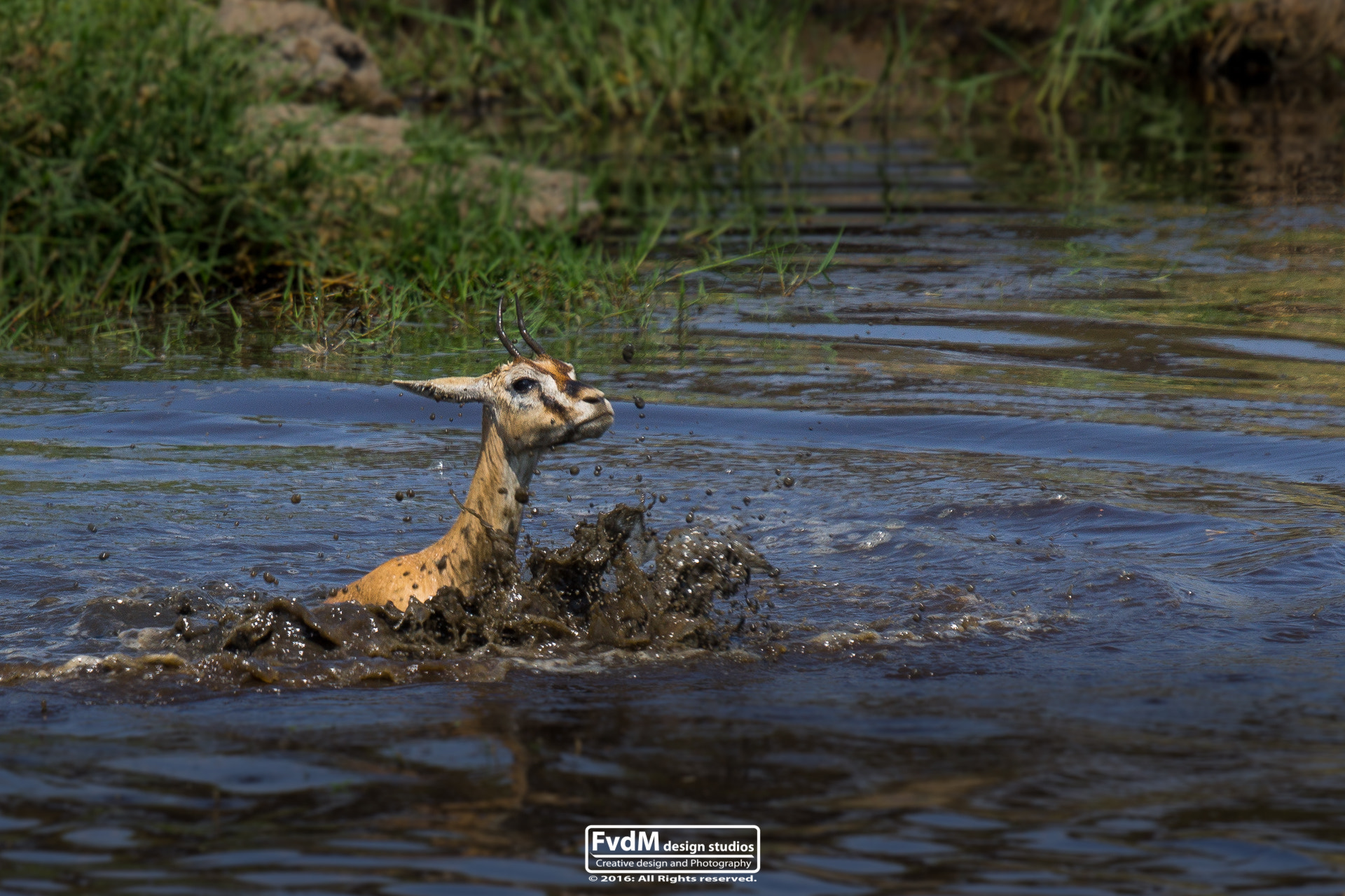 Sony SLT-A77 + Sony 70-400mm F4-5.6 G SSM sample photo. Hurry... photography