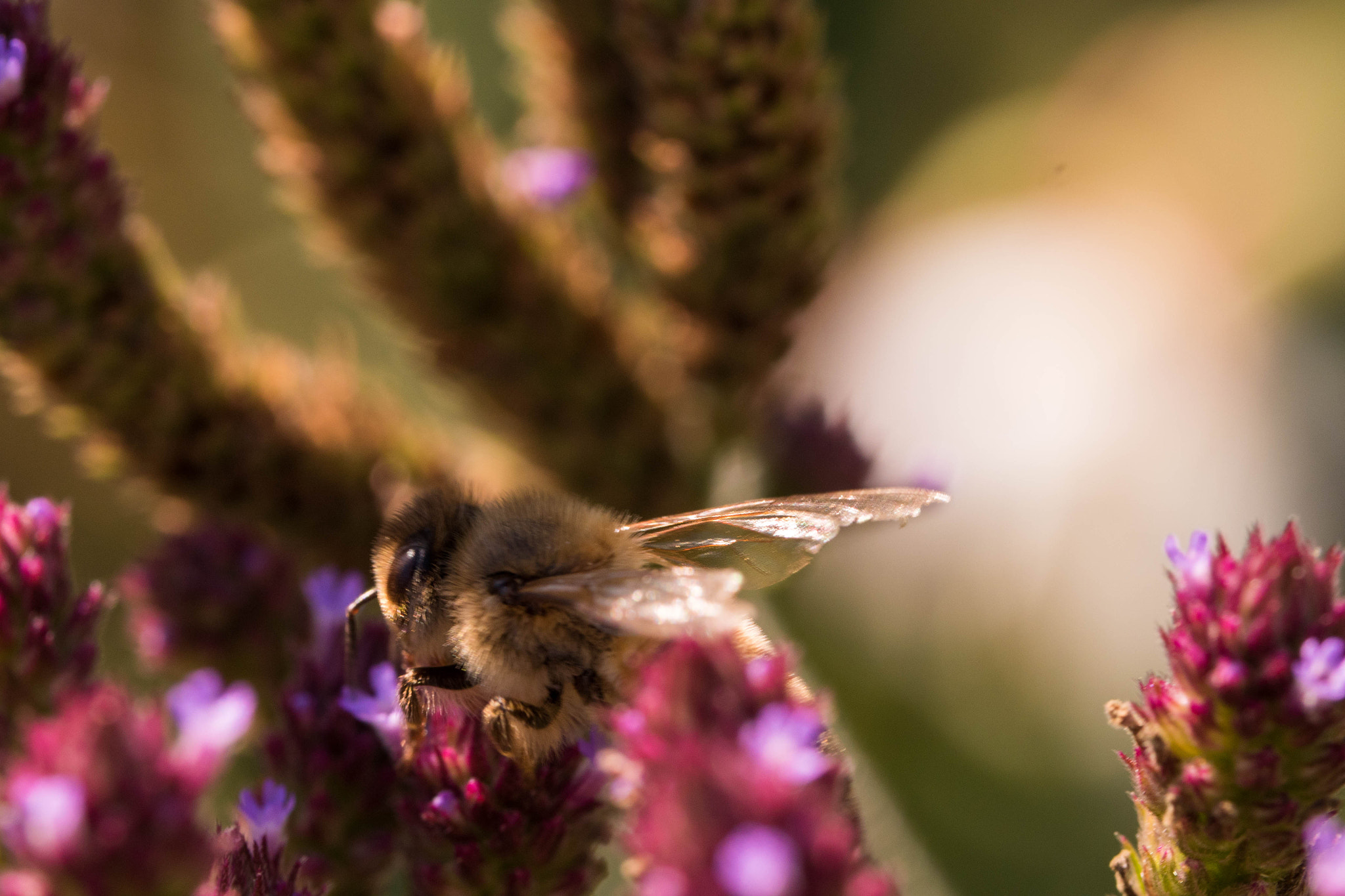 Panasonic Lumix DMC-GH4 sample photo. Abeille photography