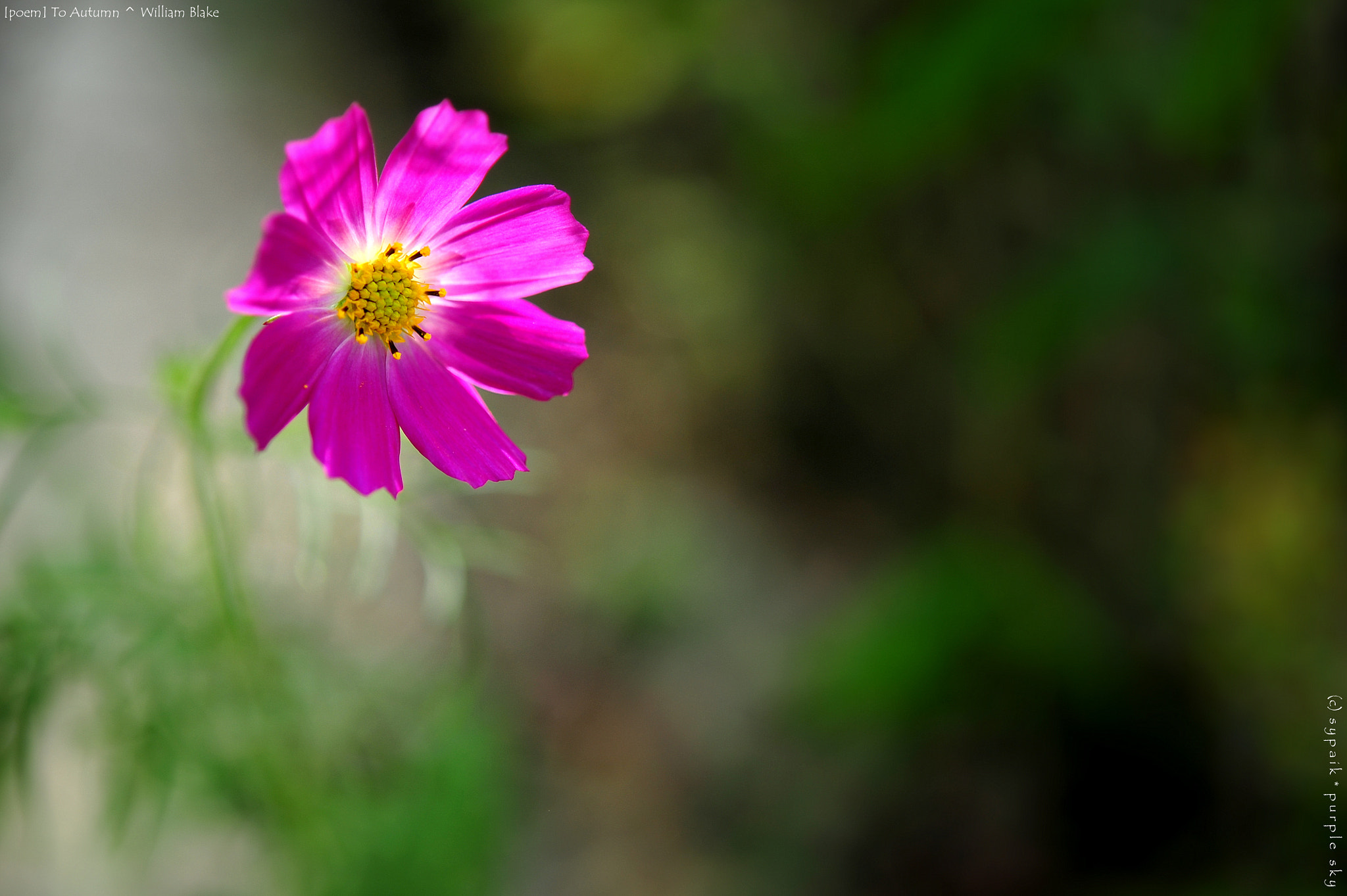 Nikon AF-S Micro-Nikkor 60mm F2.8G ED sample photo. To autumn ii photography