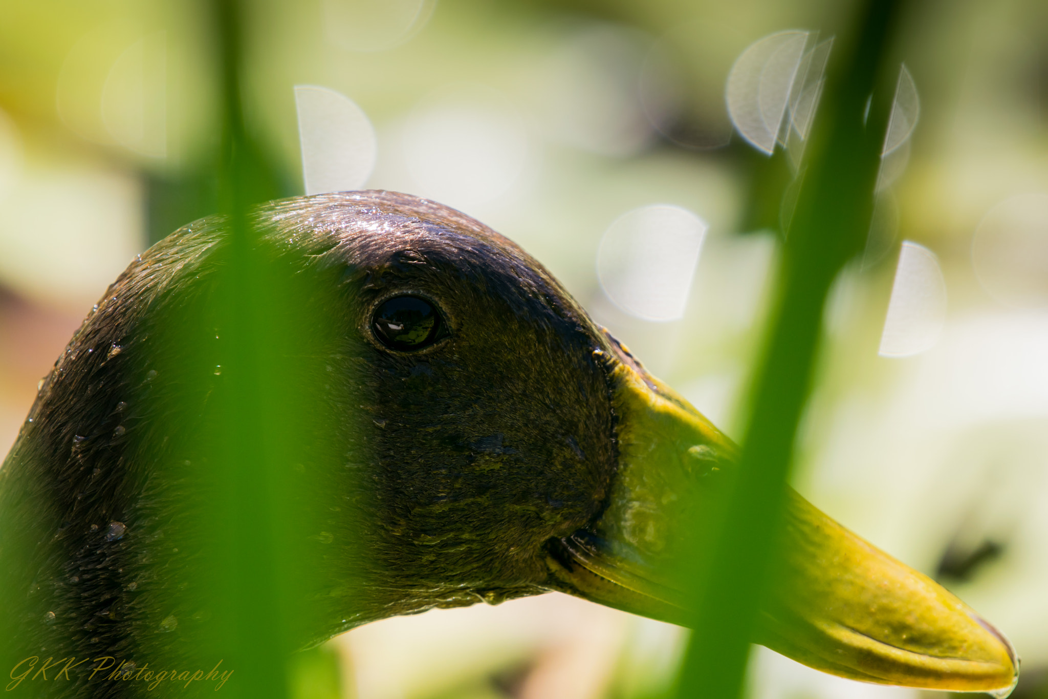 Nikon AF-S Nikkor 200-500mm F5.6E ED VR sample photo. Duck close up framed with reeds photography