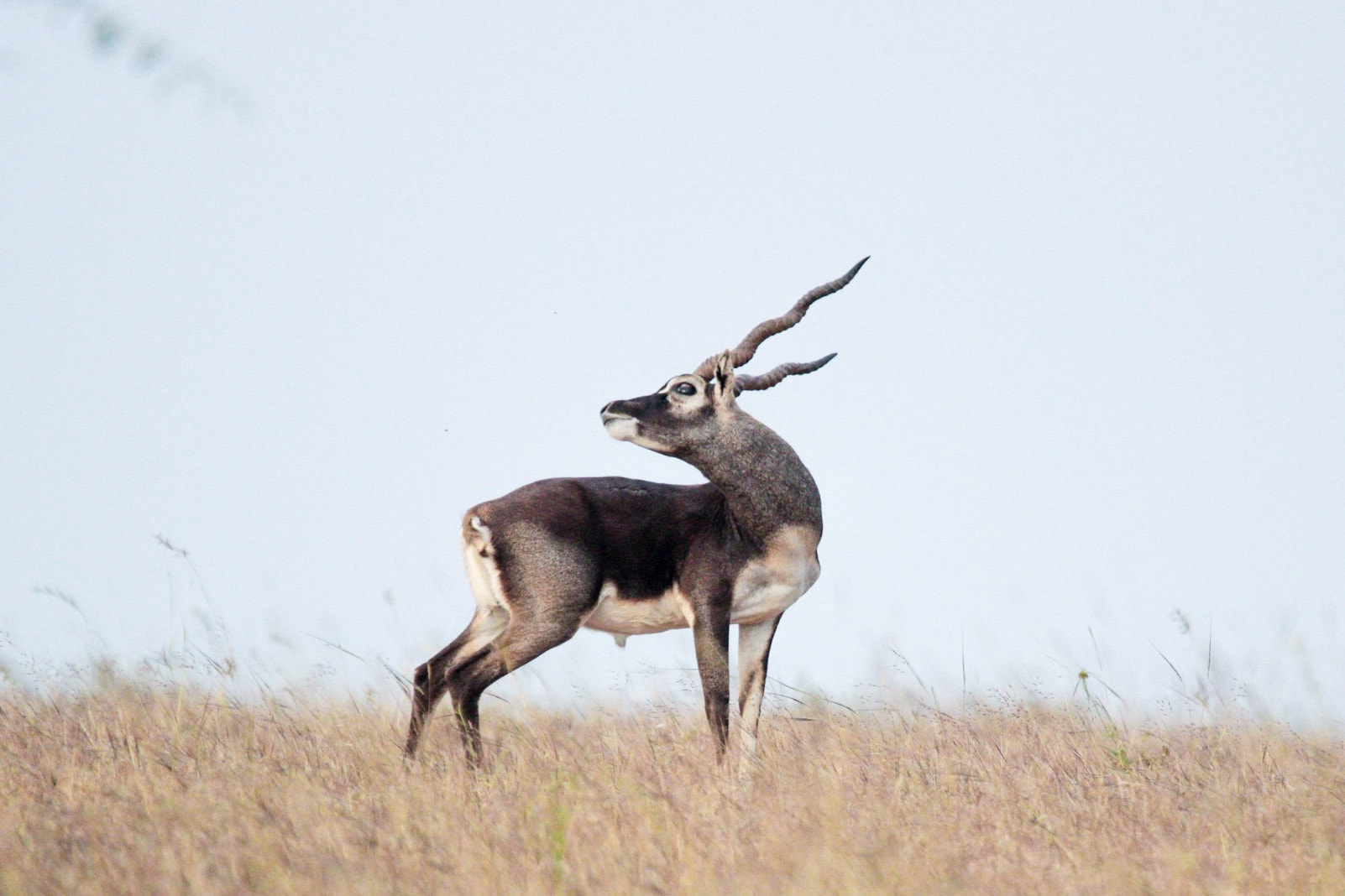 Tamron SP 150-600mm F5-6.3 Di VC USD sample photo. Jayamangali black buck reserve photography