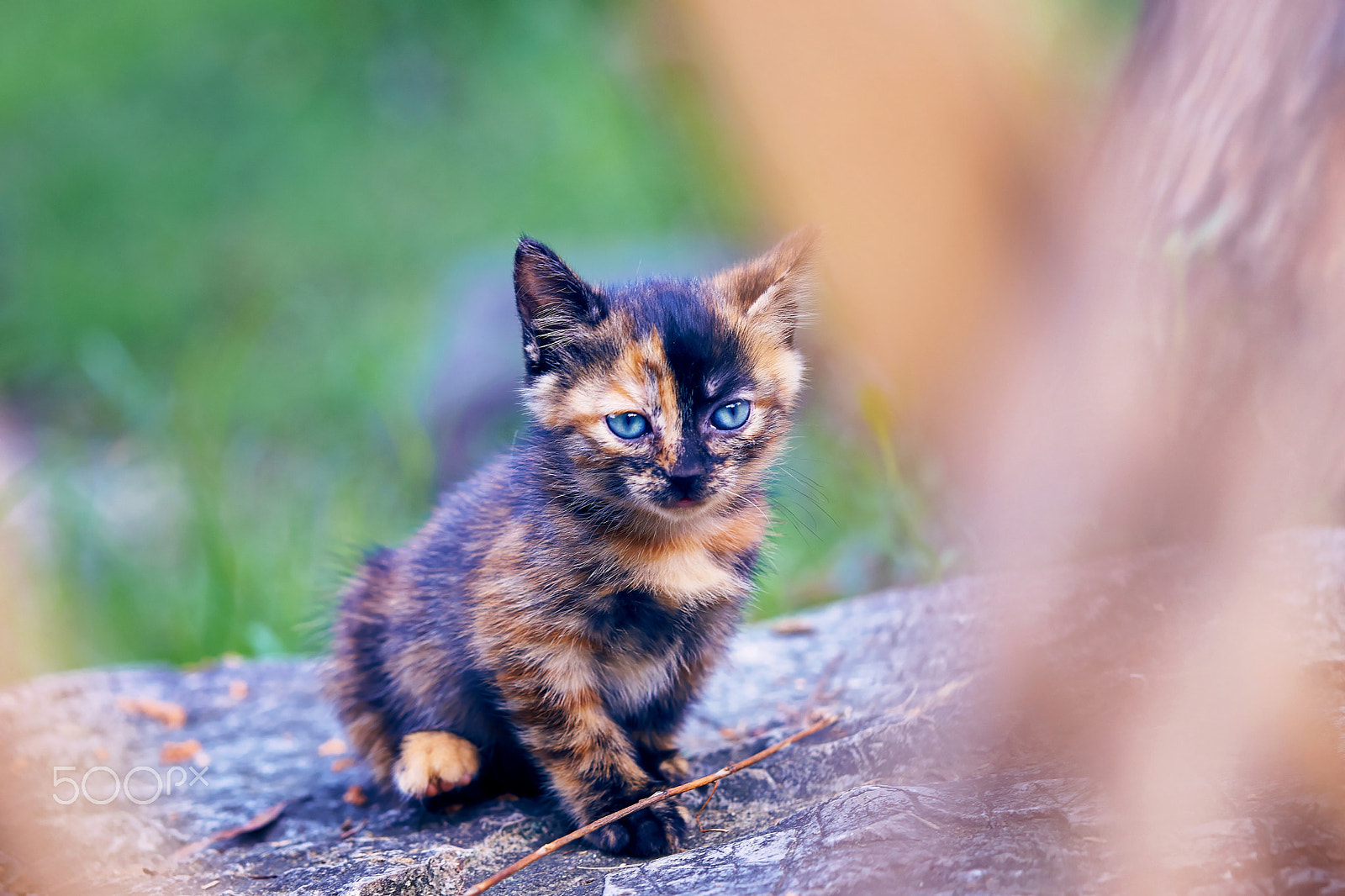 Zeiss Sonnar T* 135 mm F1.8 ZA (SAL135F18Z) sample photo. Kitty photography